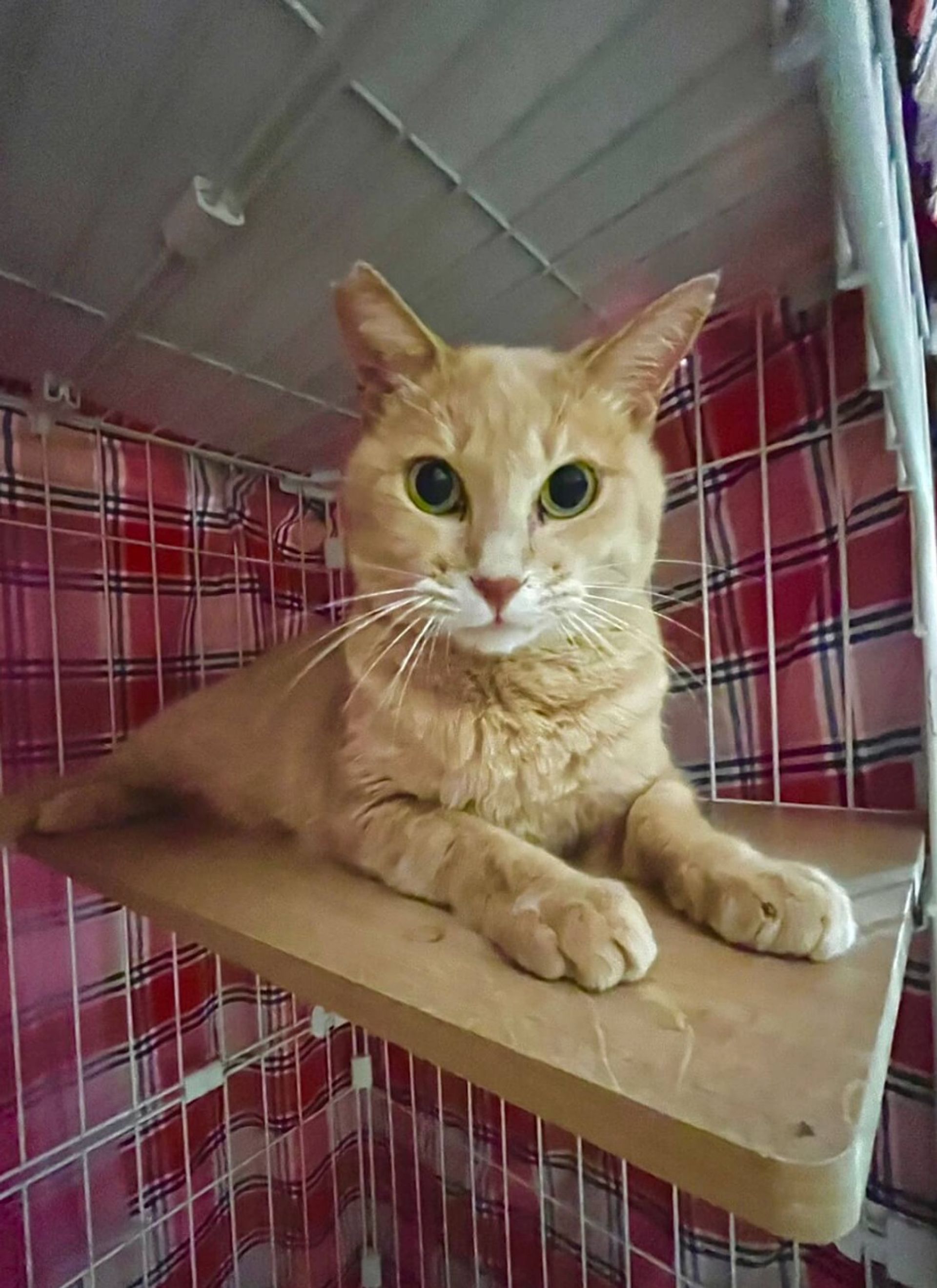 雑種（ミックス猫）・オスの里親募集の写真