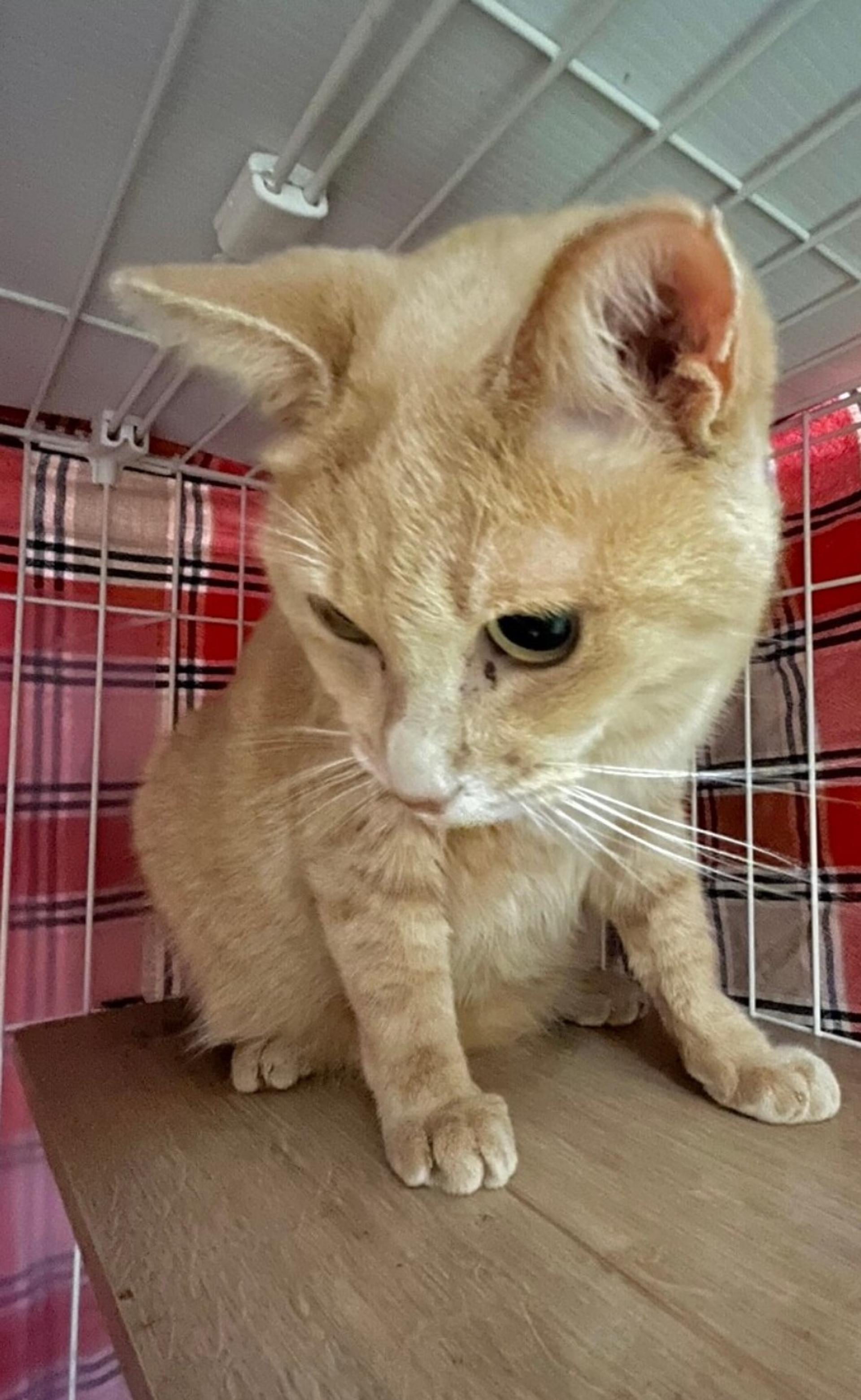 pet-image-2