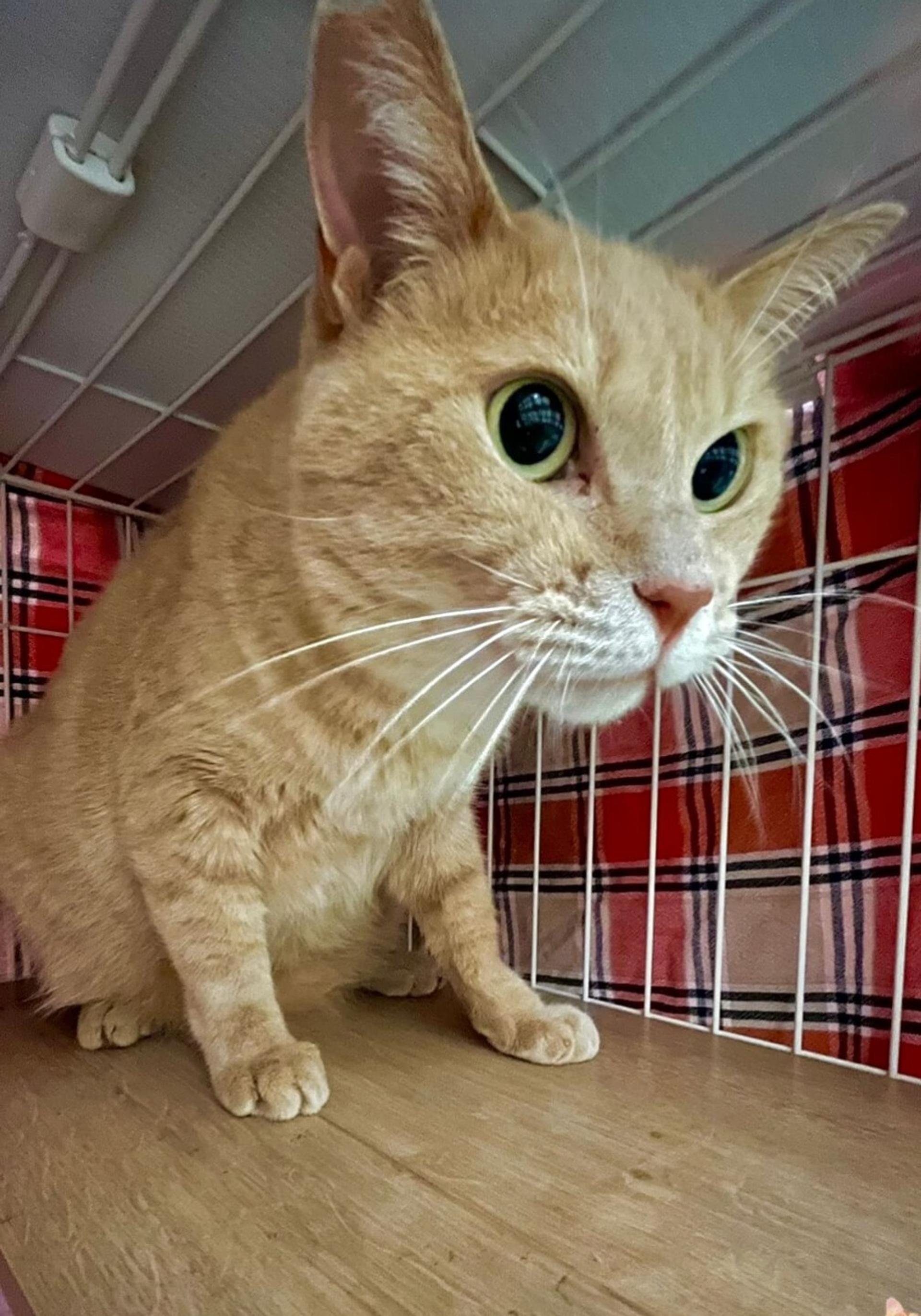 pet-image-3