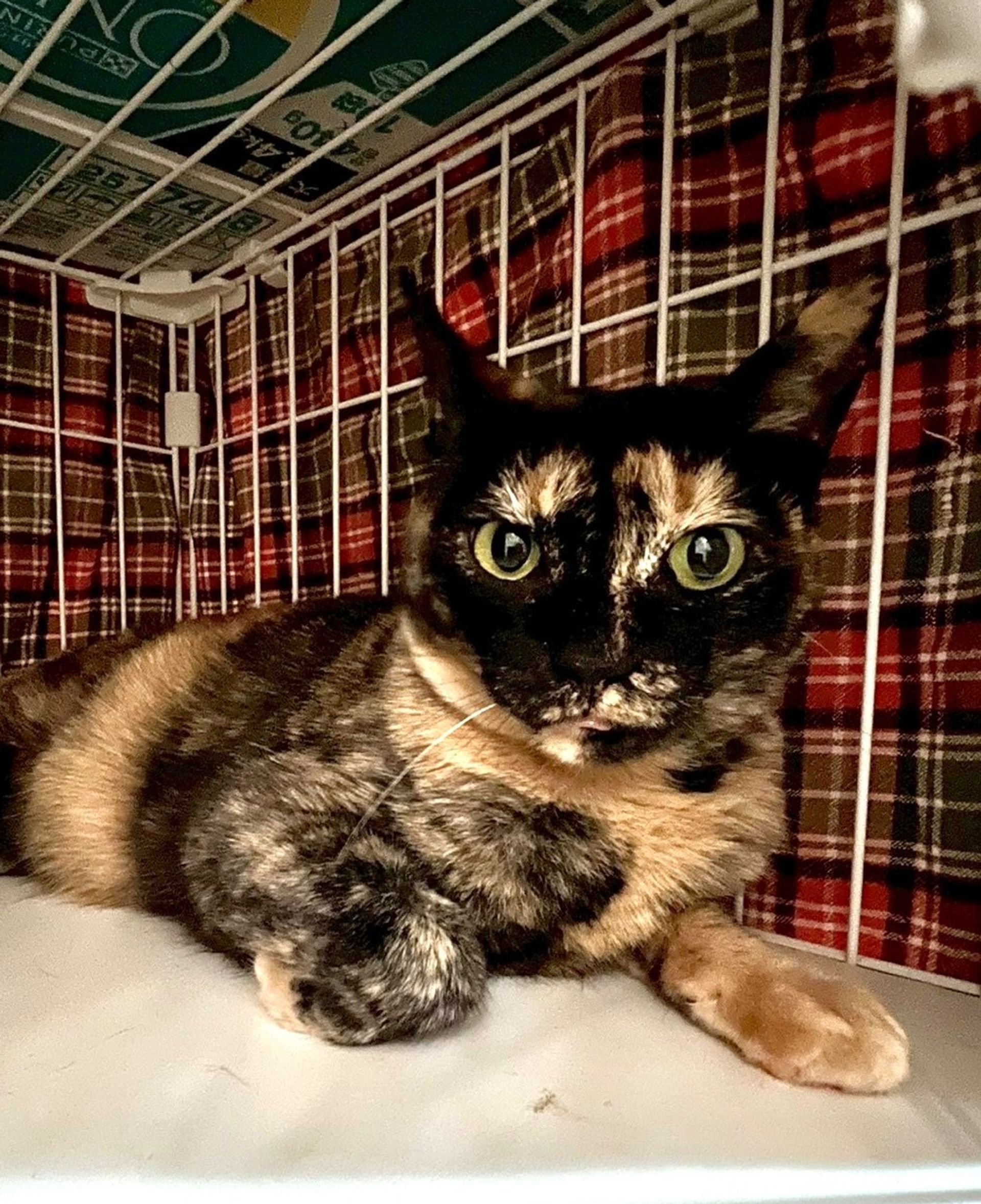 雑種（ミックス猫）・メスの里親募集の写真