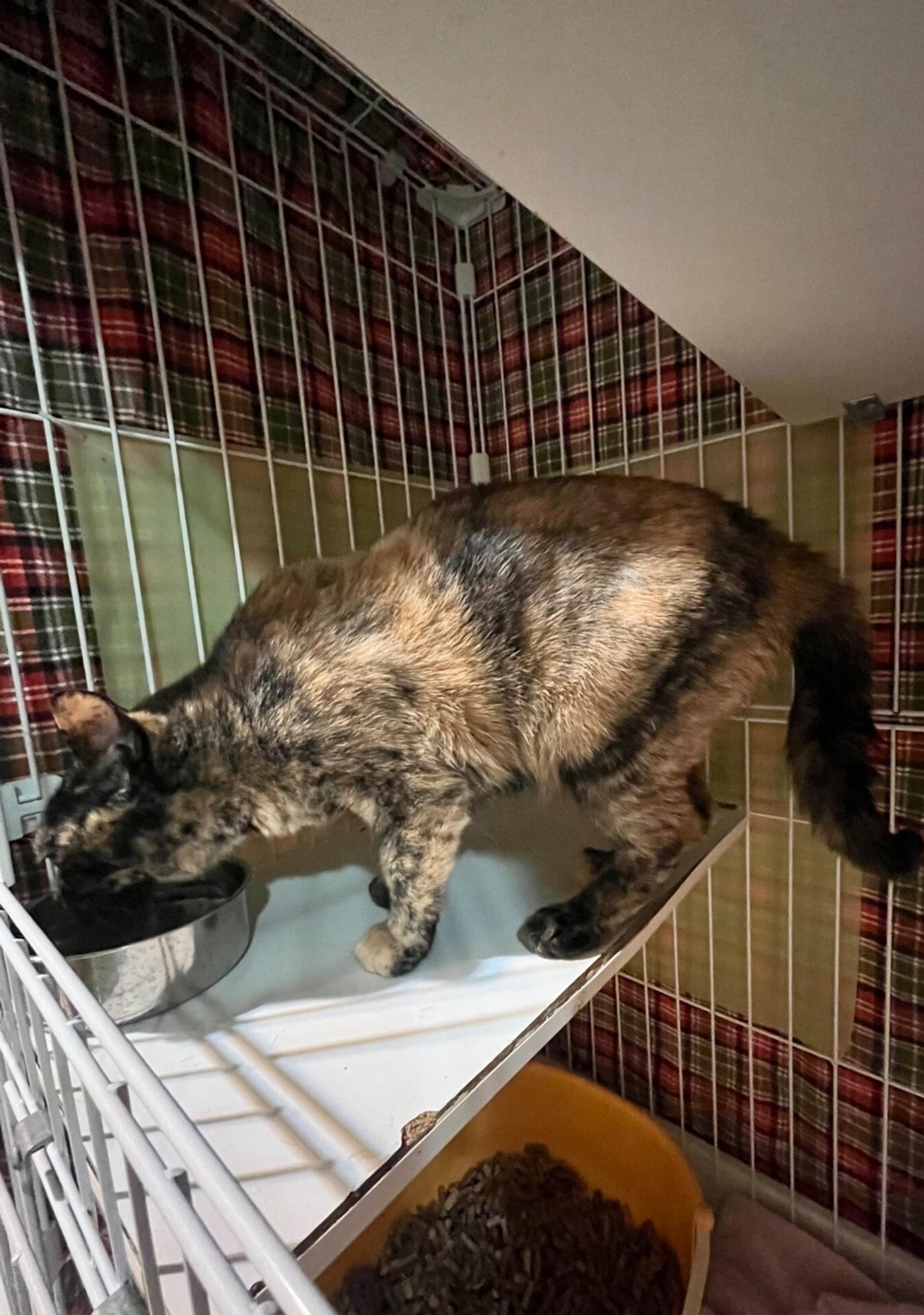 pet-image-2