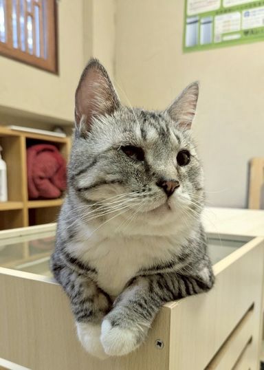 ヤドン