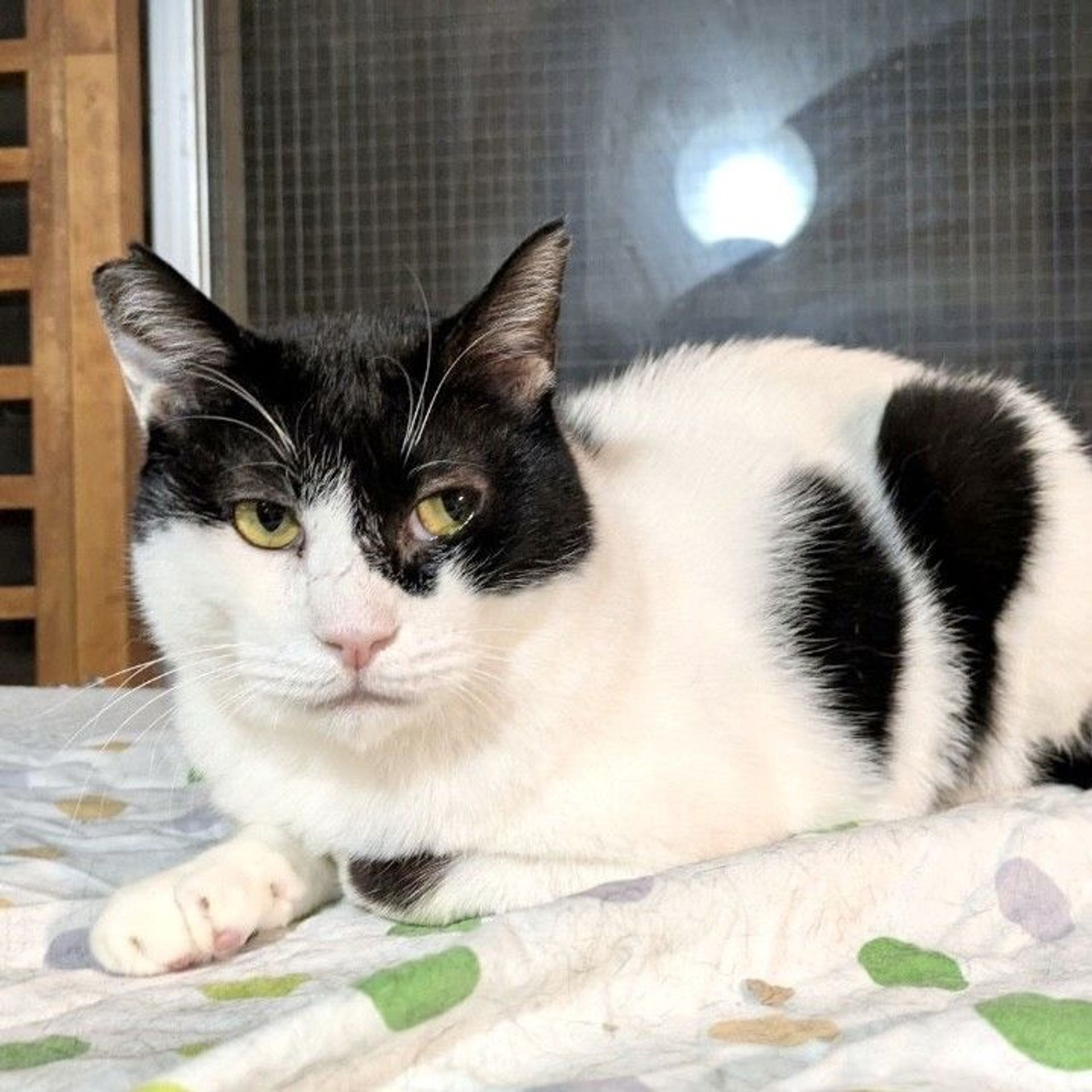 雑種（ミックス猫）・オスの里親募集の写真