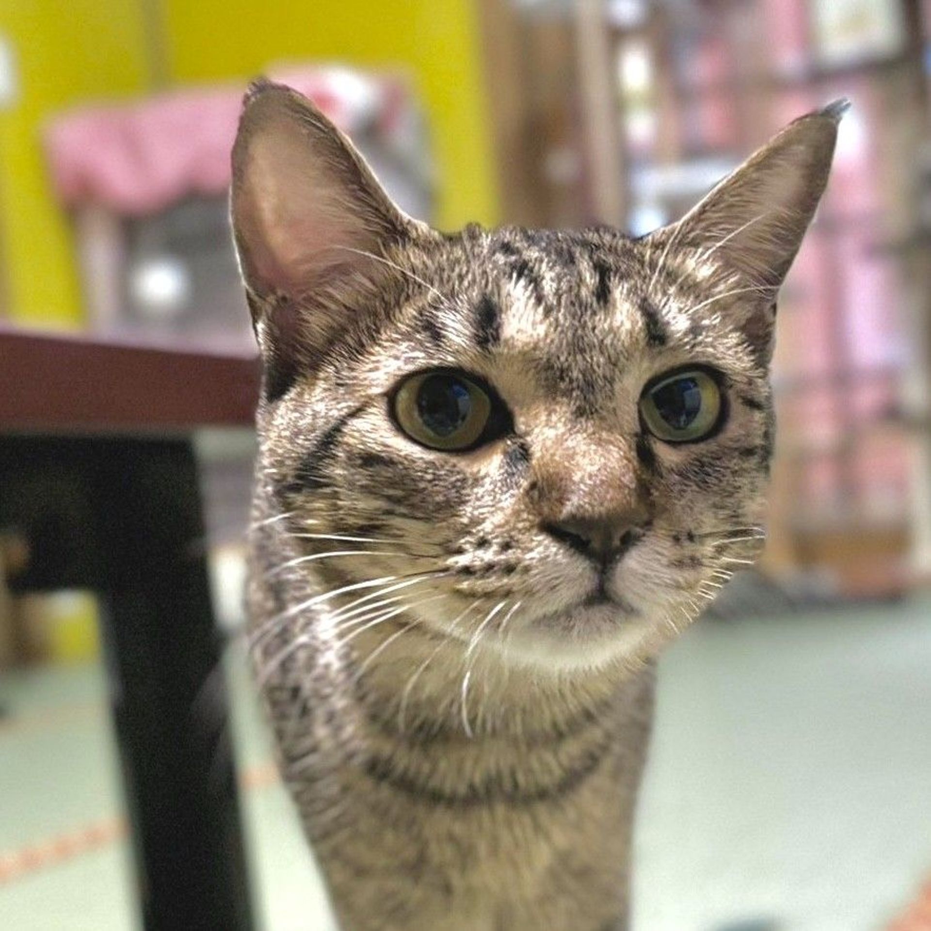 雑種（ミックス猫）・メスの里親募集の写真