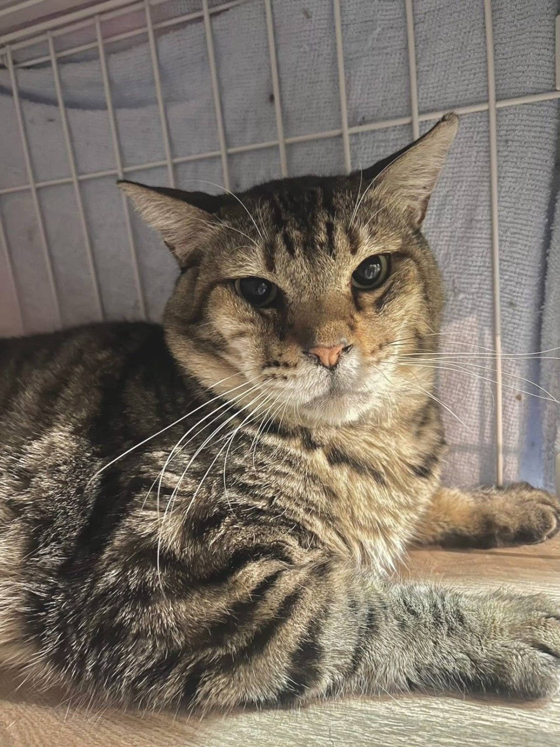 雑種（ミックス猫）・オスの里親募集の写真