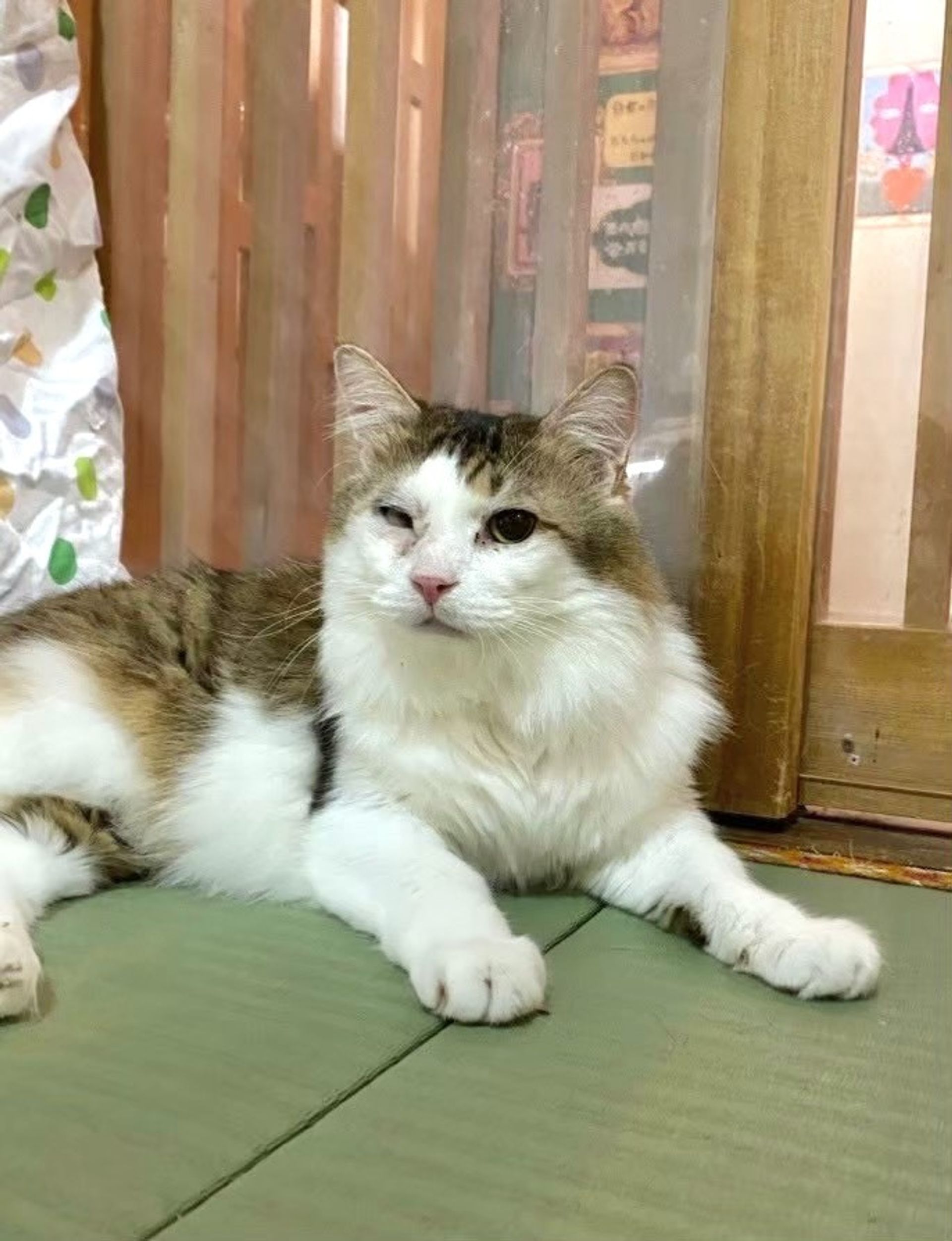 雑種（ミックス猫）・オスの里親募集の写真