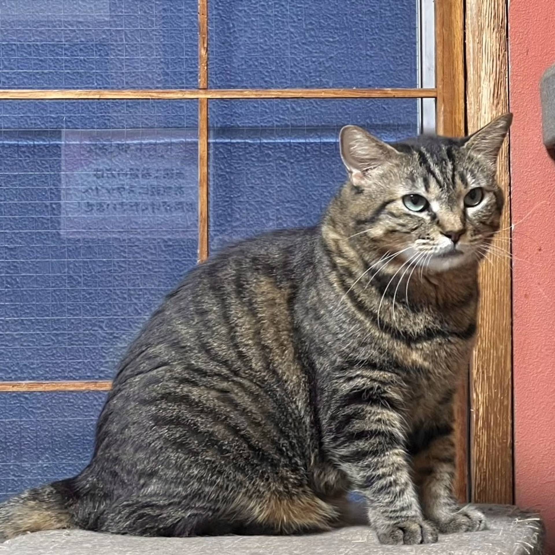 雑種（ミックス猫）・メスの里親募集の写真