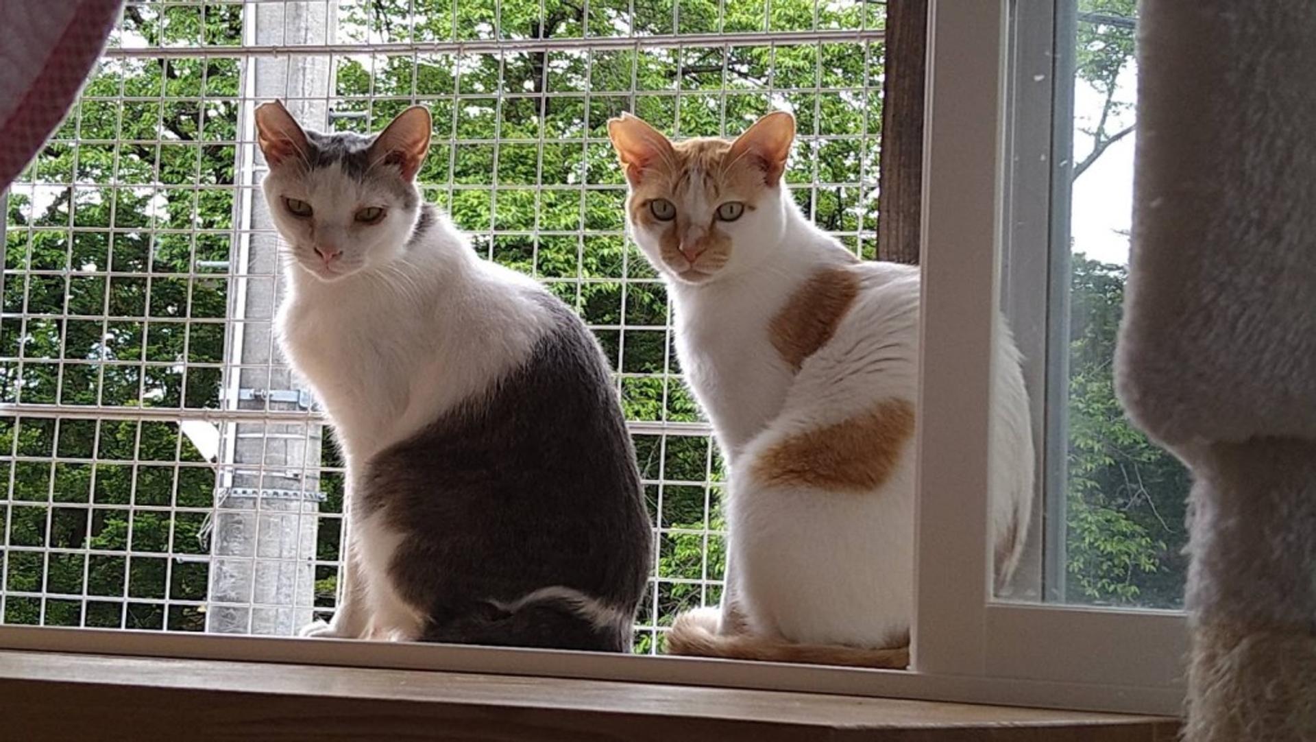 pet-image-5