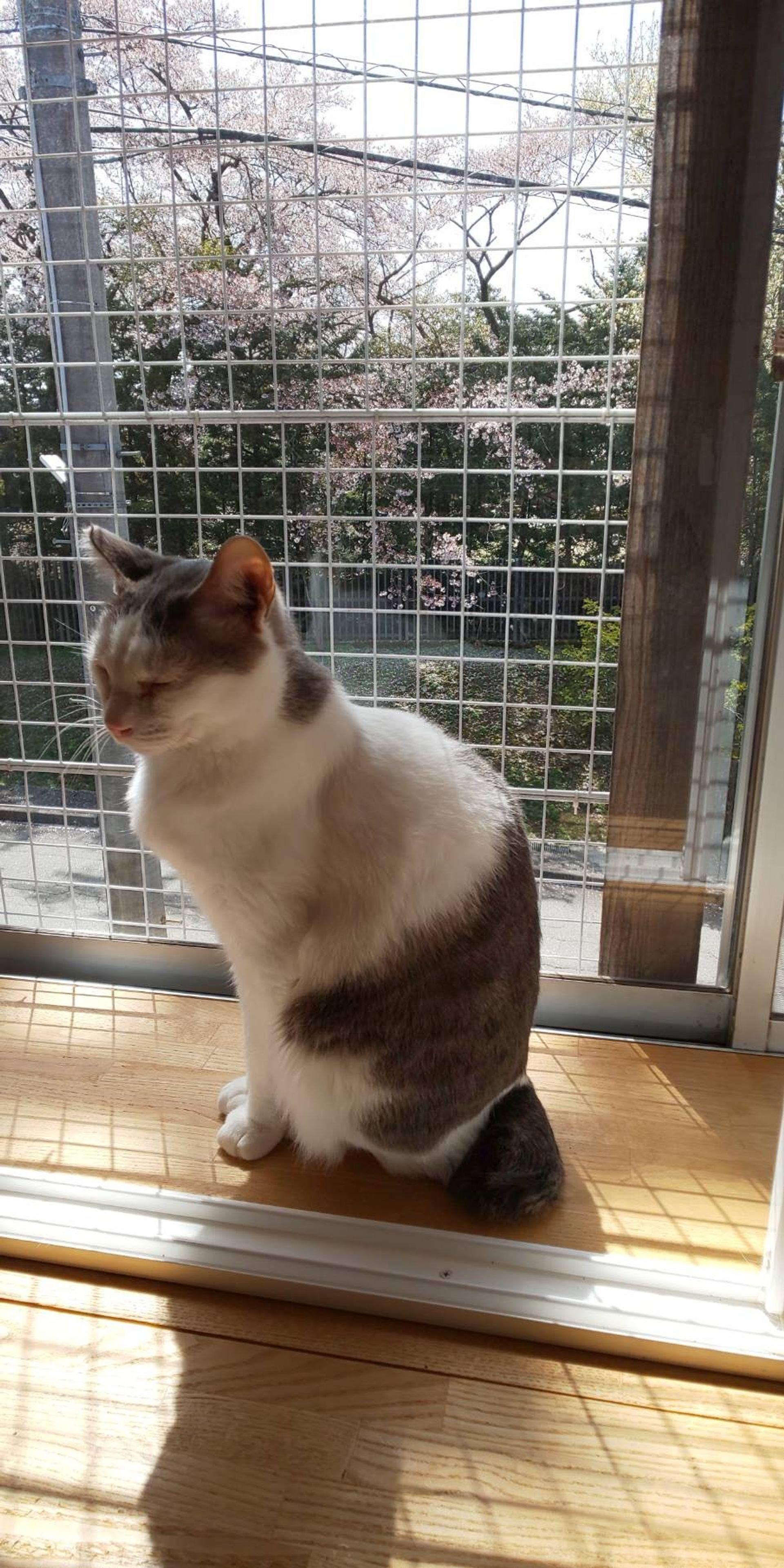 pet-image-7