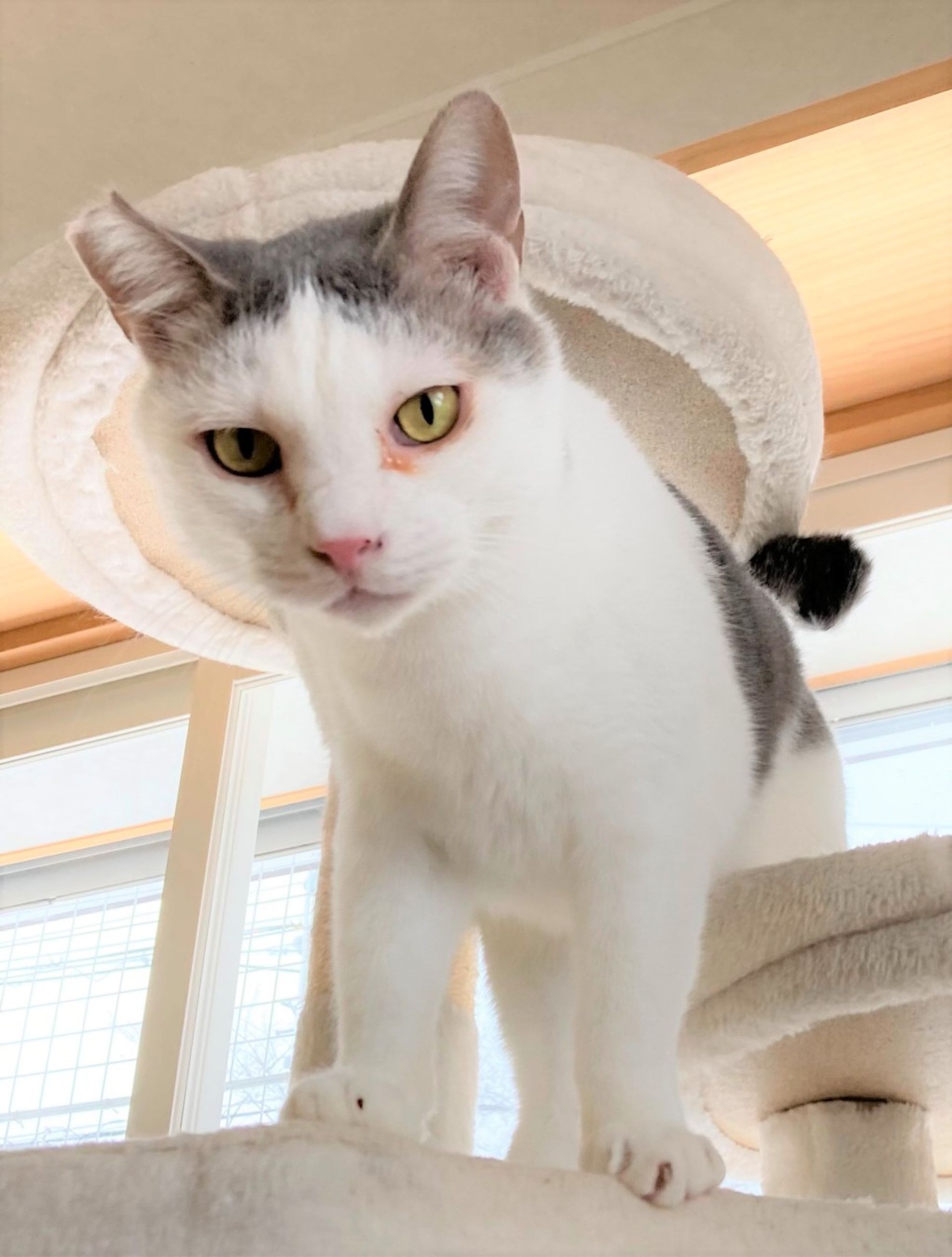 雑種（ミックス猫）・オスの里親募集の写真