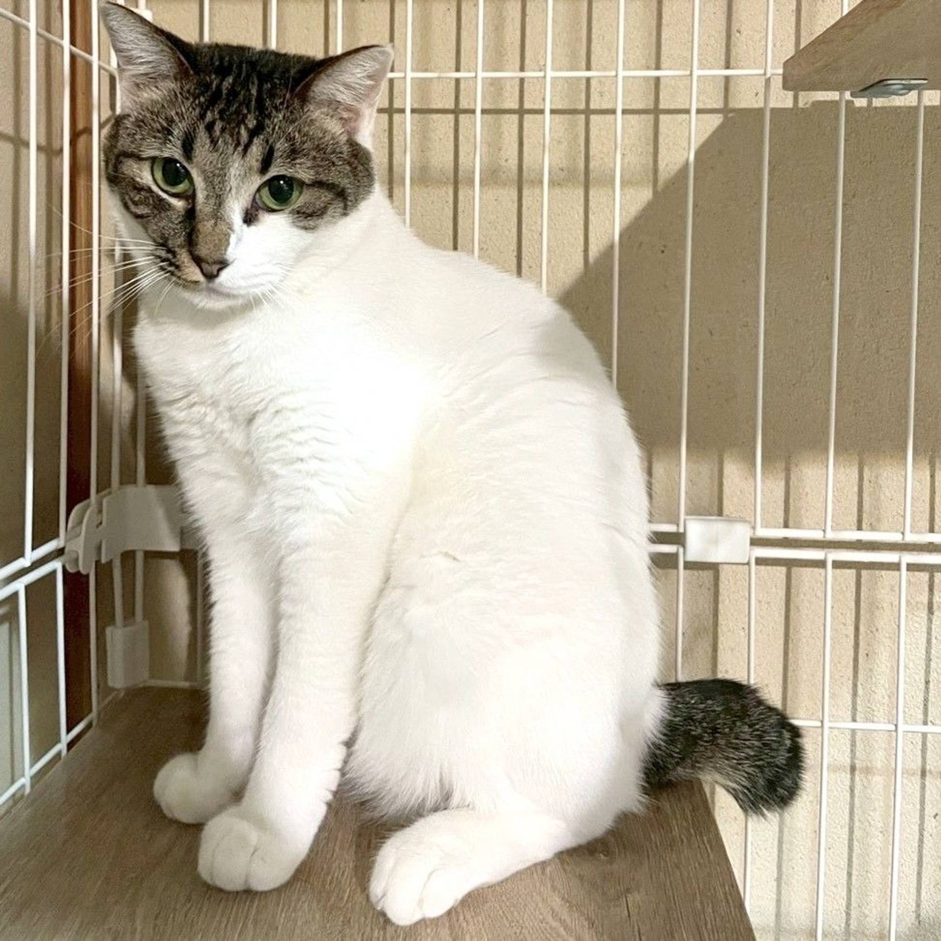 雑種（ミックス猫）・メスの里親募集の写真