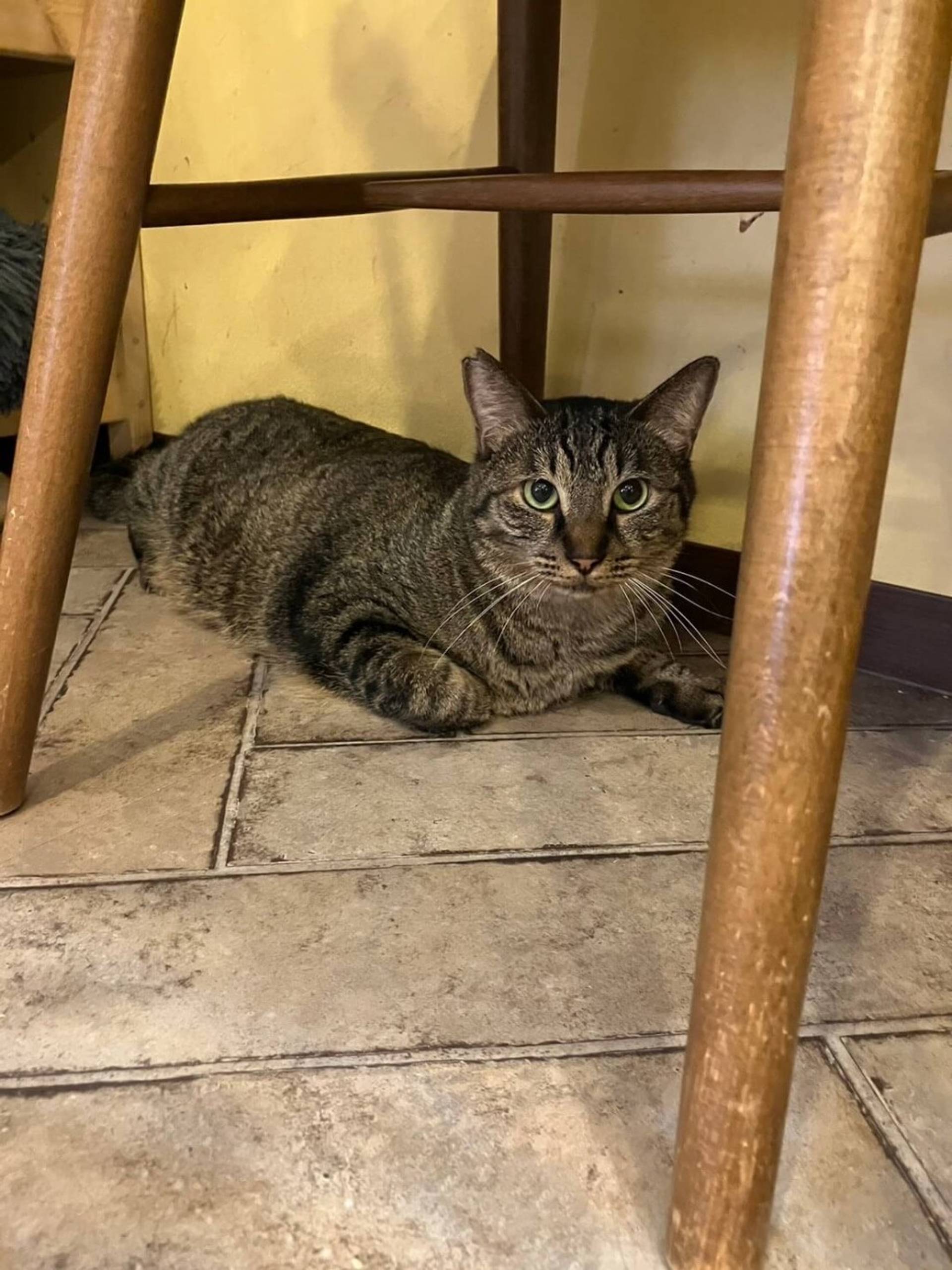 雑種（ミックス猫）・オスの里親募集の写真