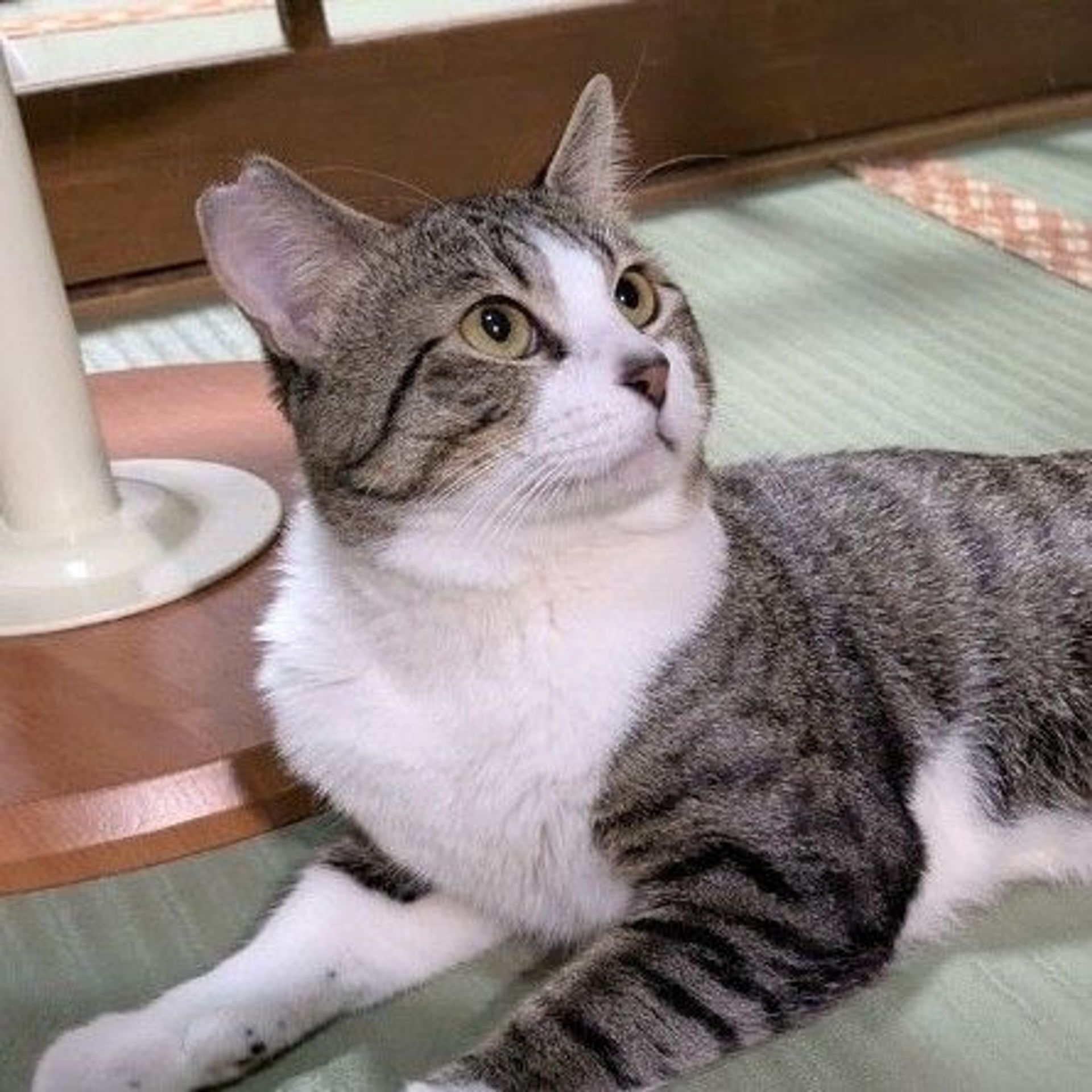 雑種（ミックス猫）・オスの里親募集の写真