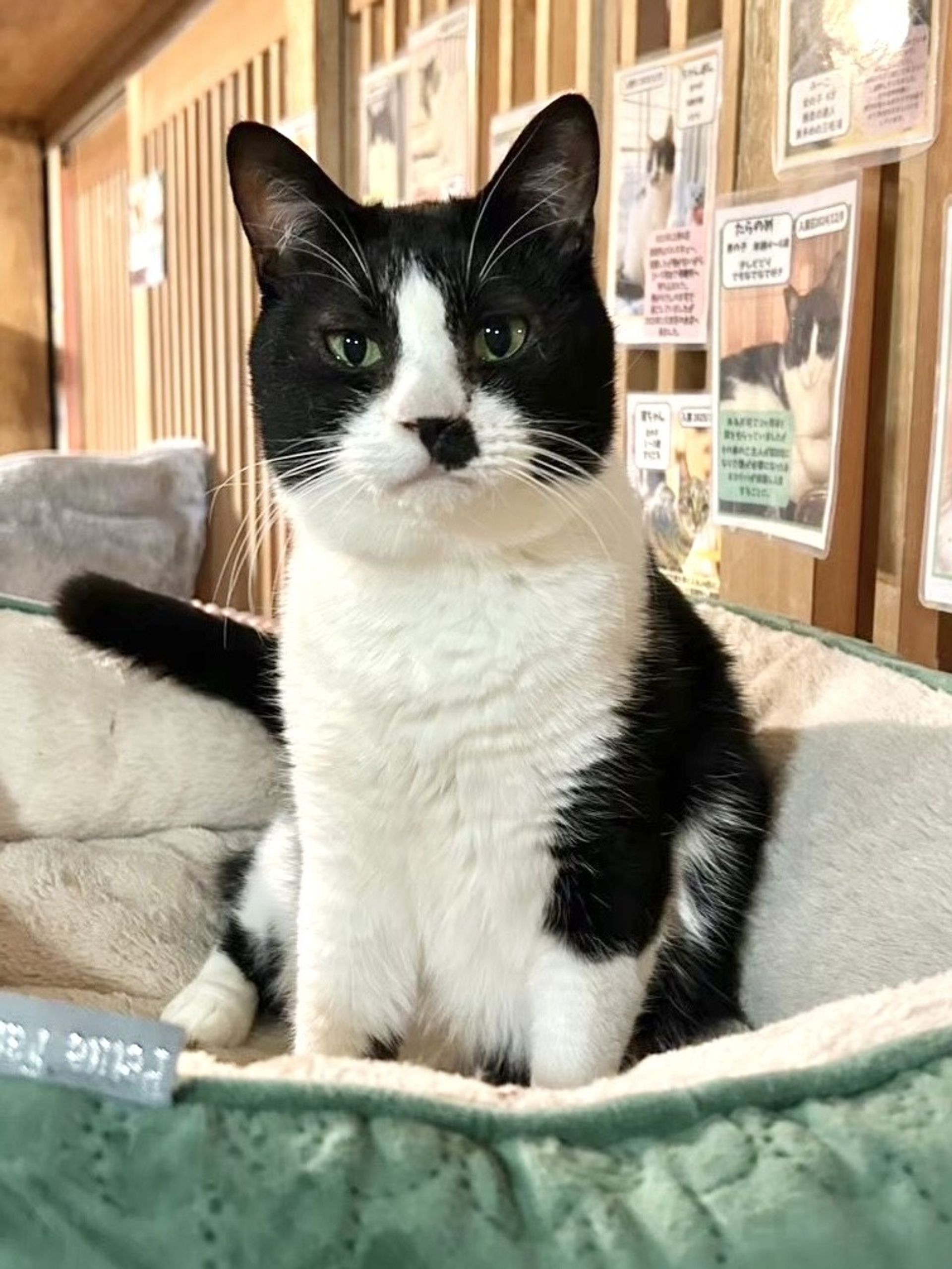 雑種（ミックス猫）・オスの里親募集の写真