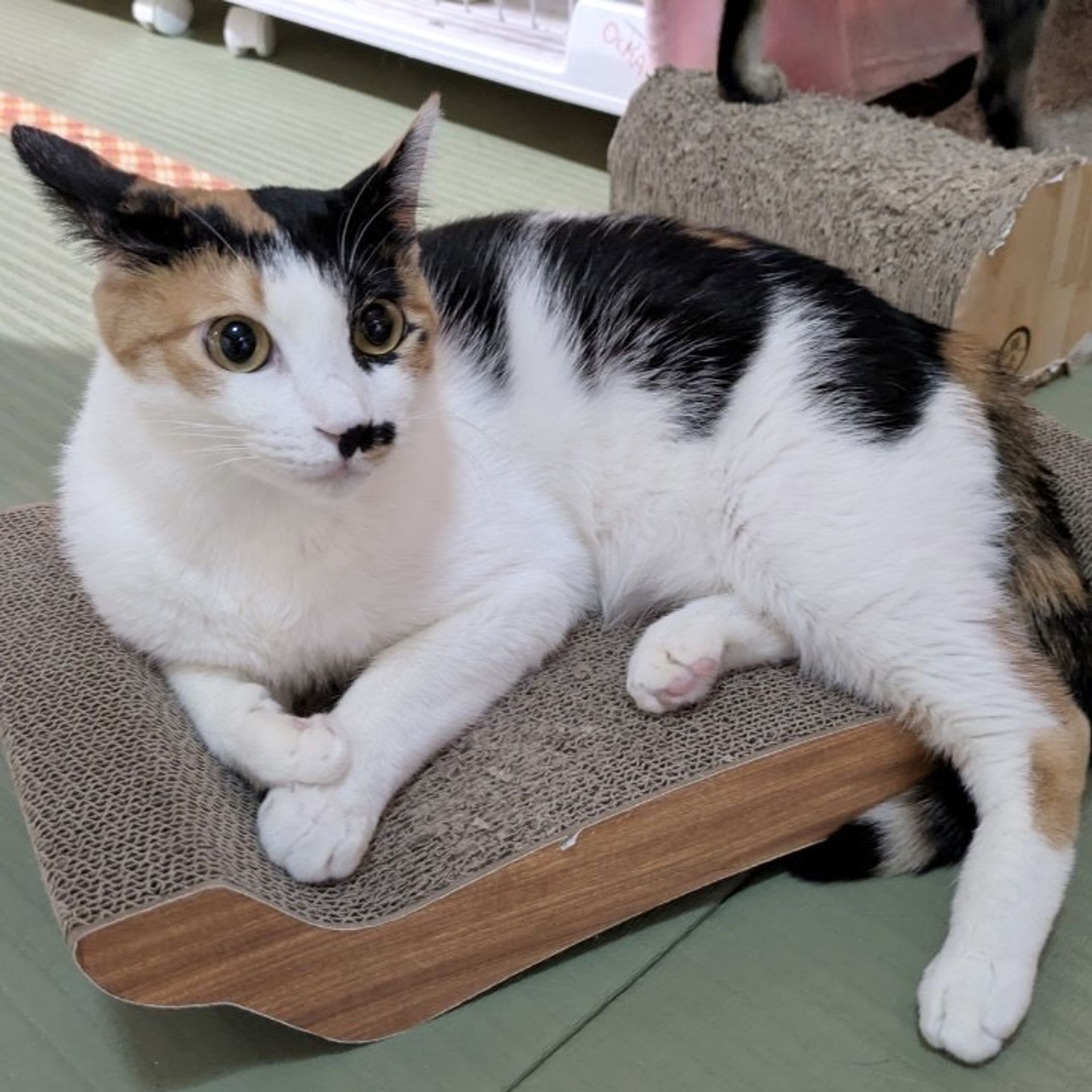 雑種（ミックス猫）・メスの里親募集の写真
