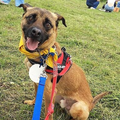 雑種（ミックス犬）・オスの里親募集の写真