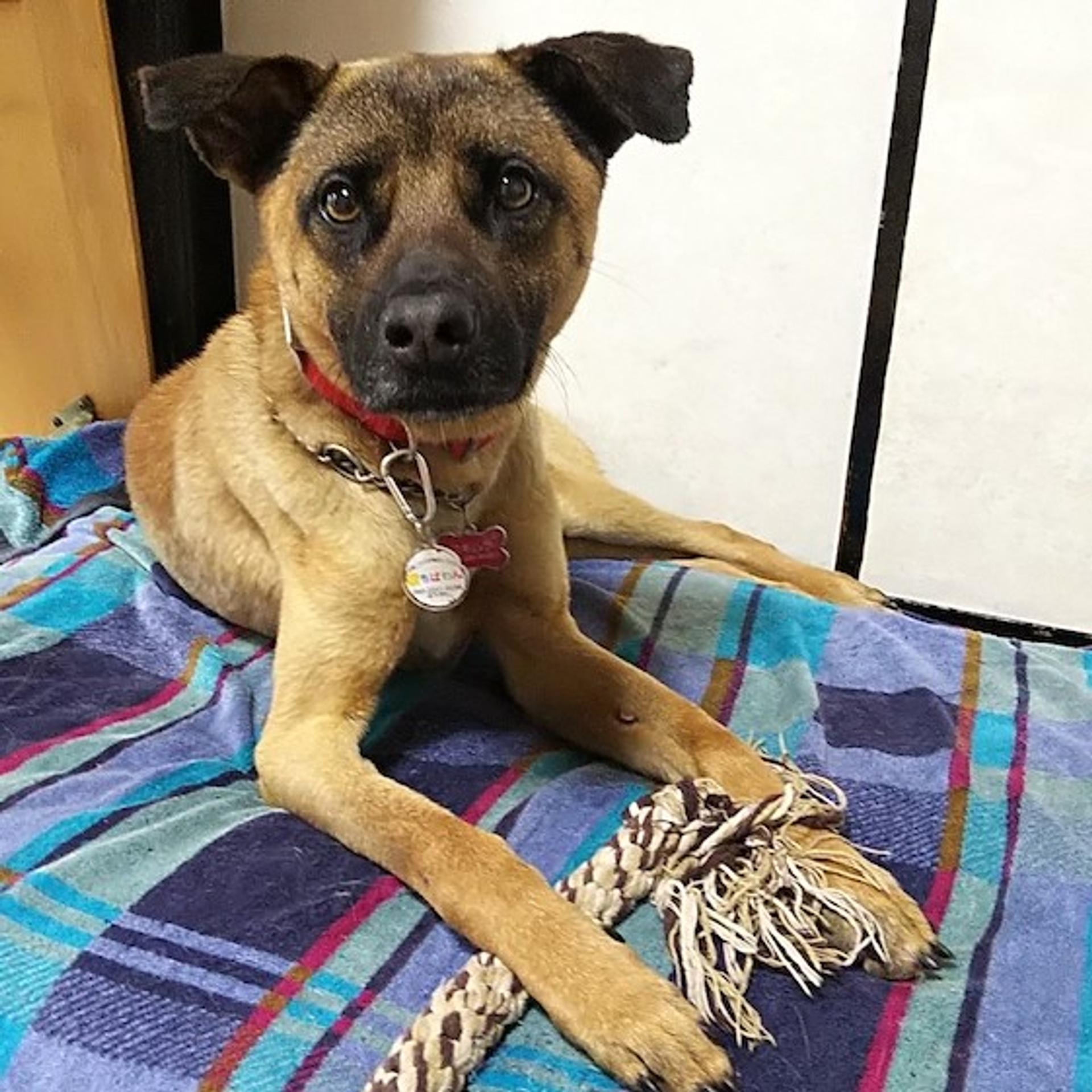 pet-image-2