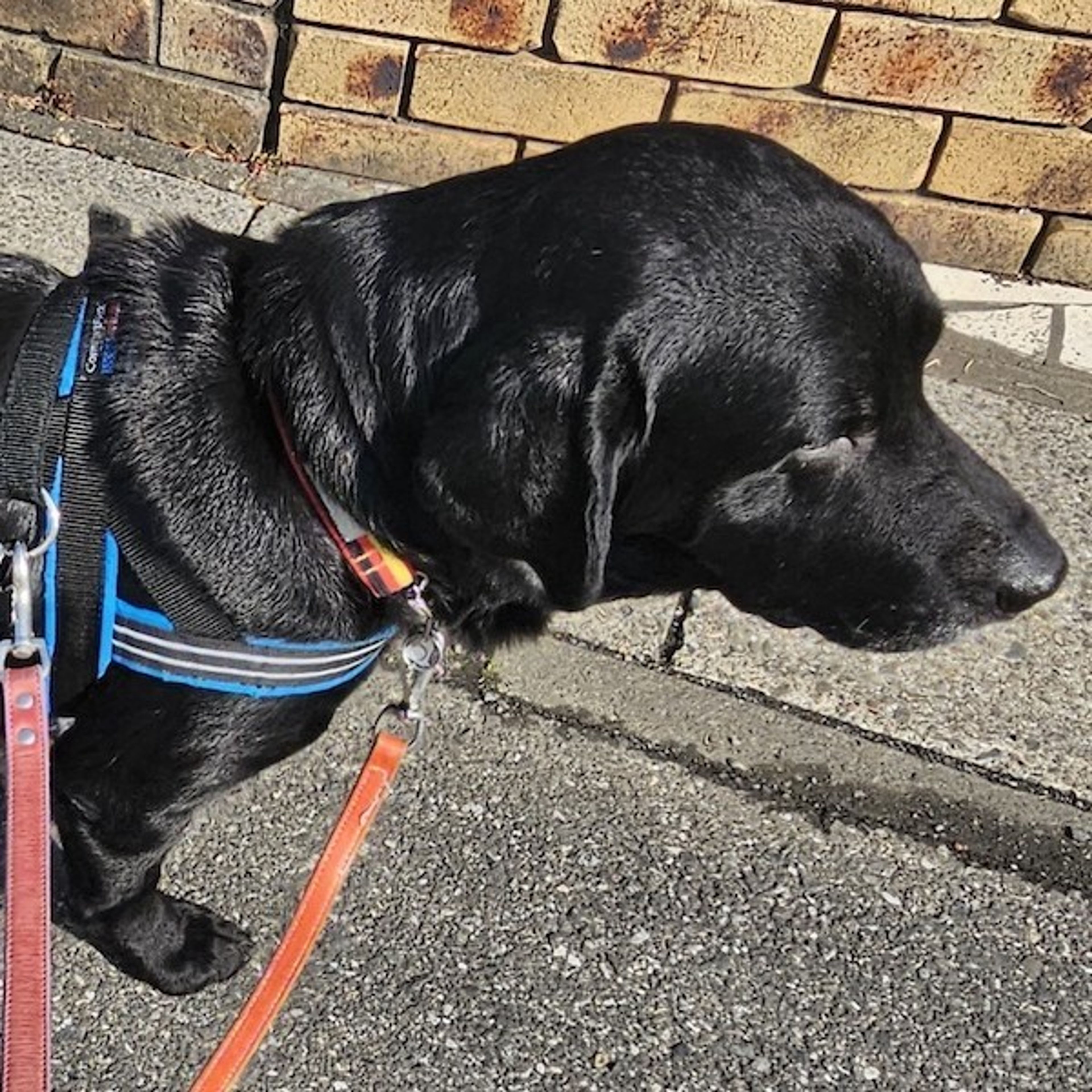 pet-image-3