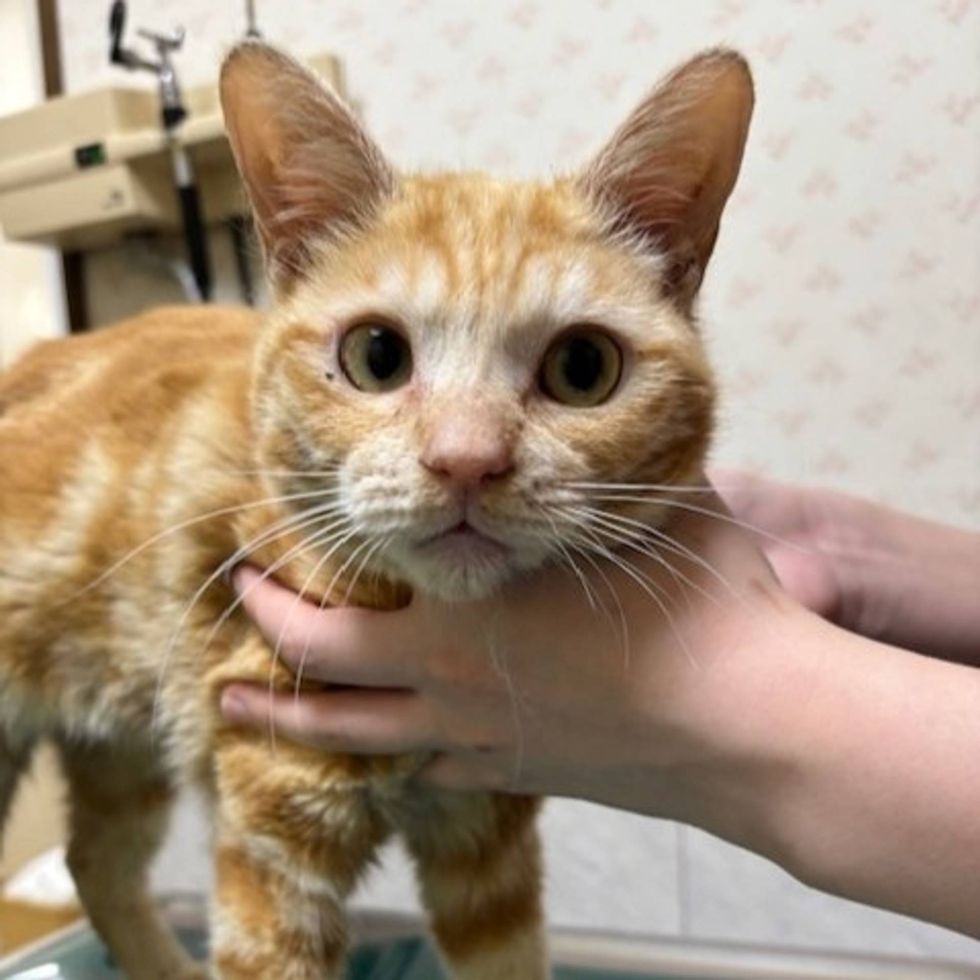 雑種（ミックス猫）・オスの里親募集の写真