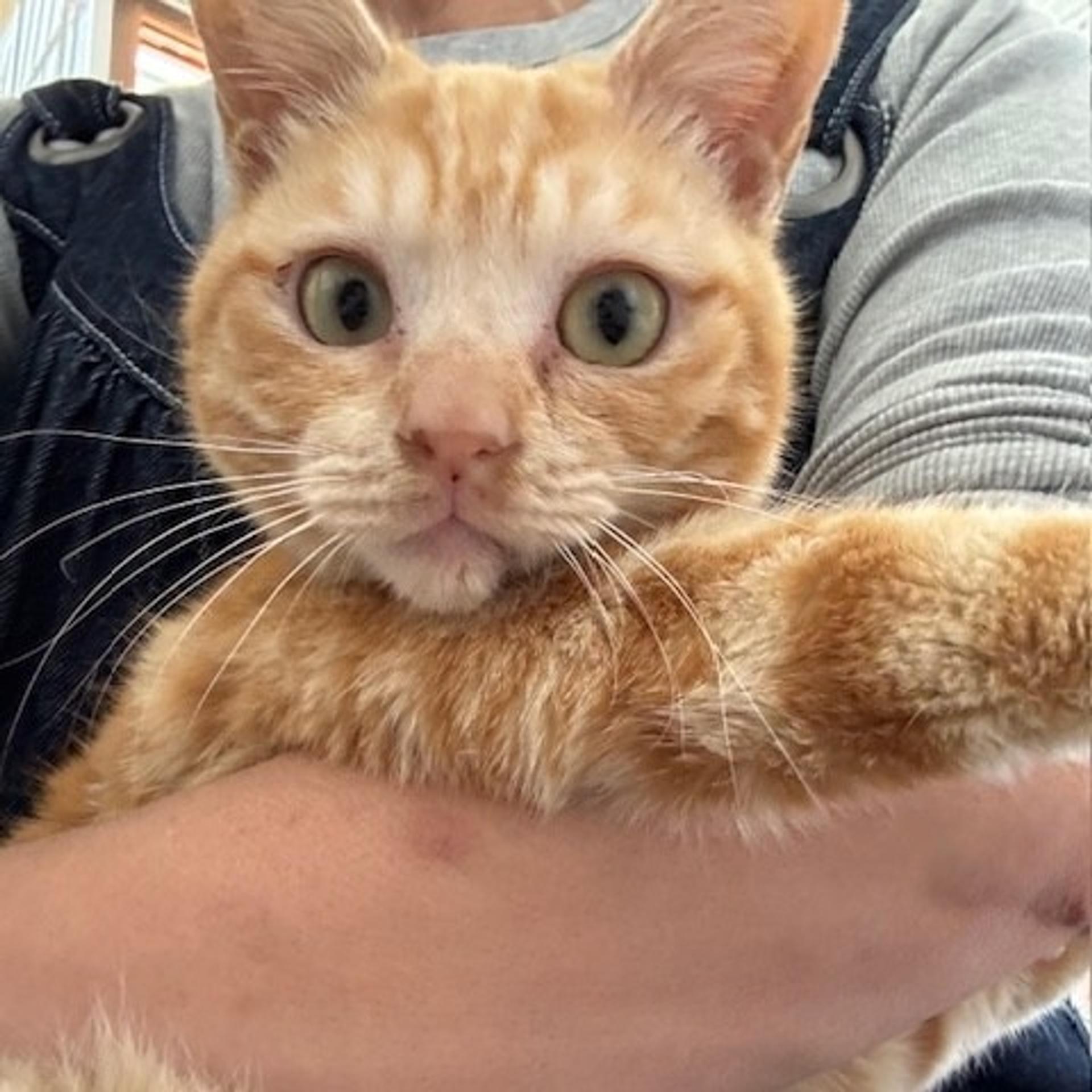pet-image-2