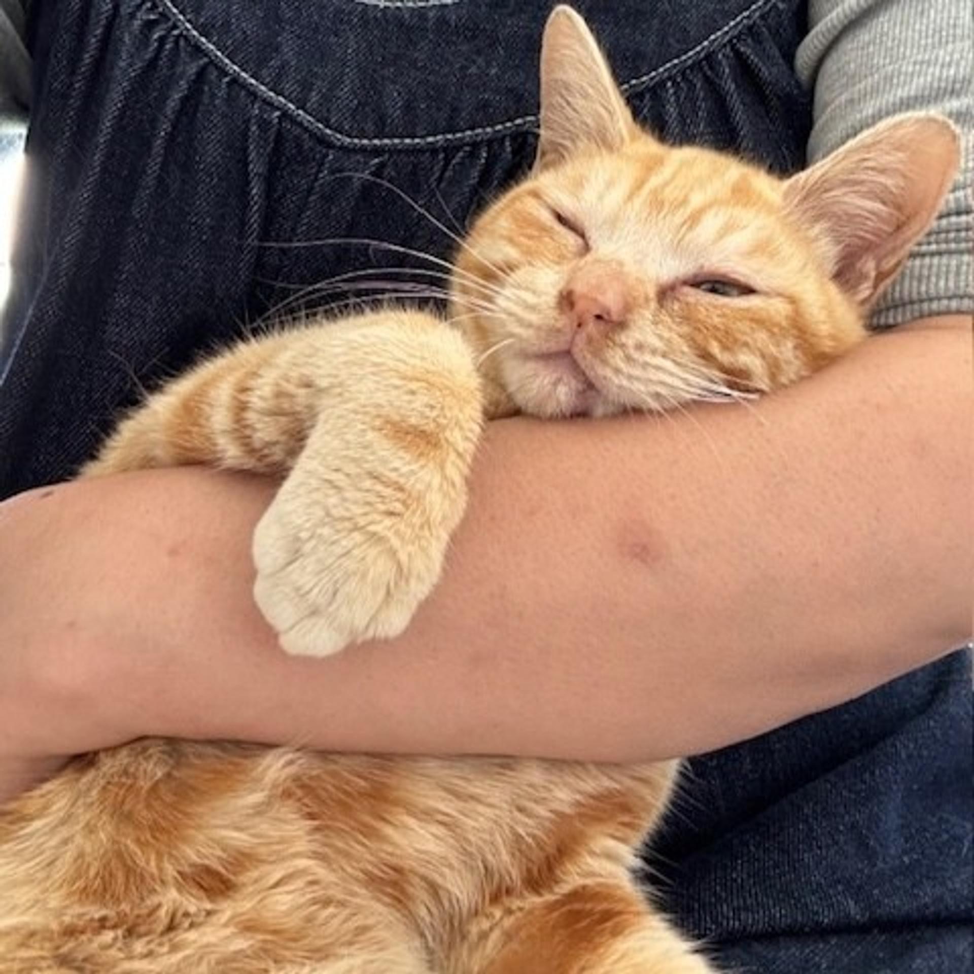 pet-image-3