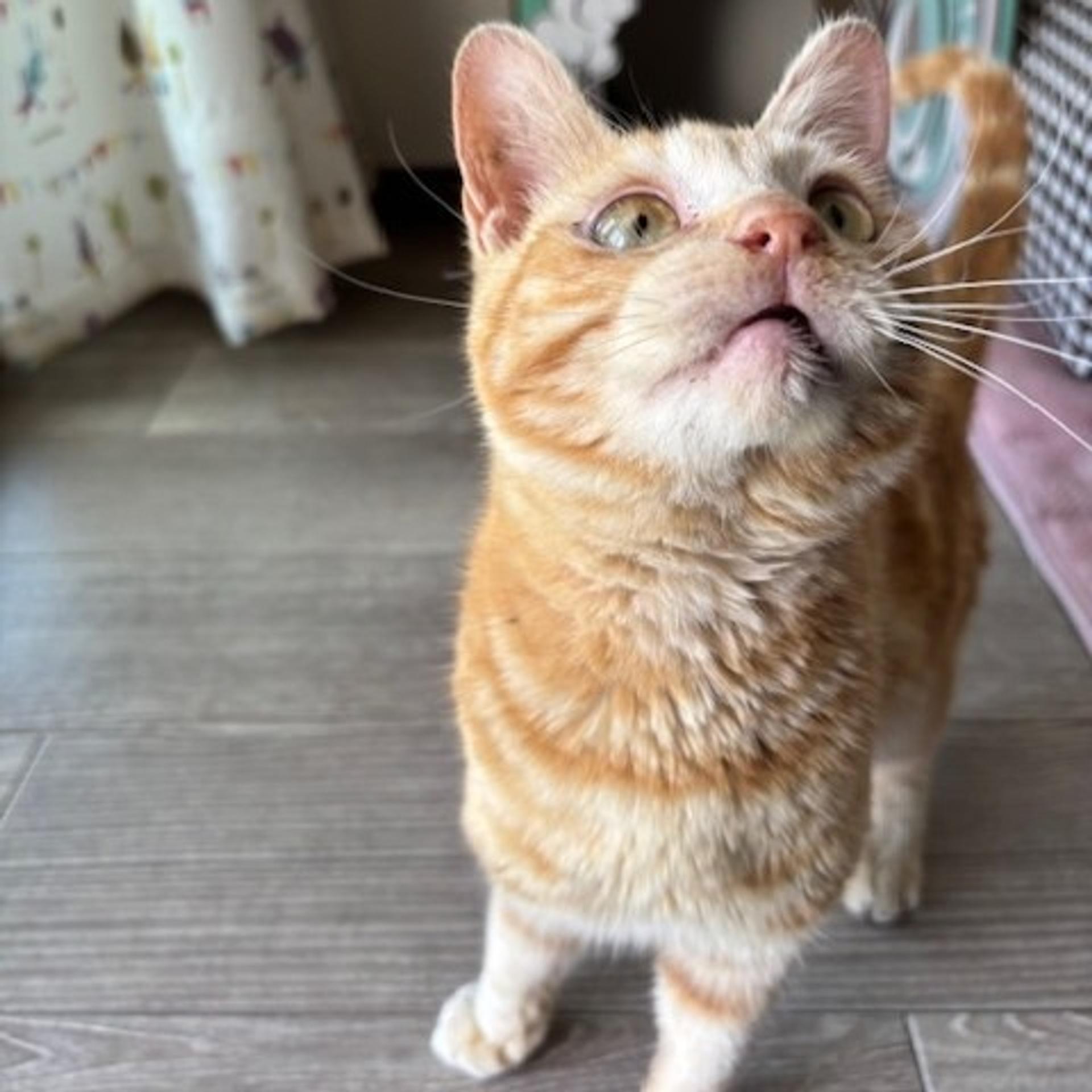 pet-image-4