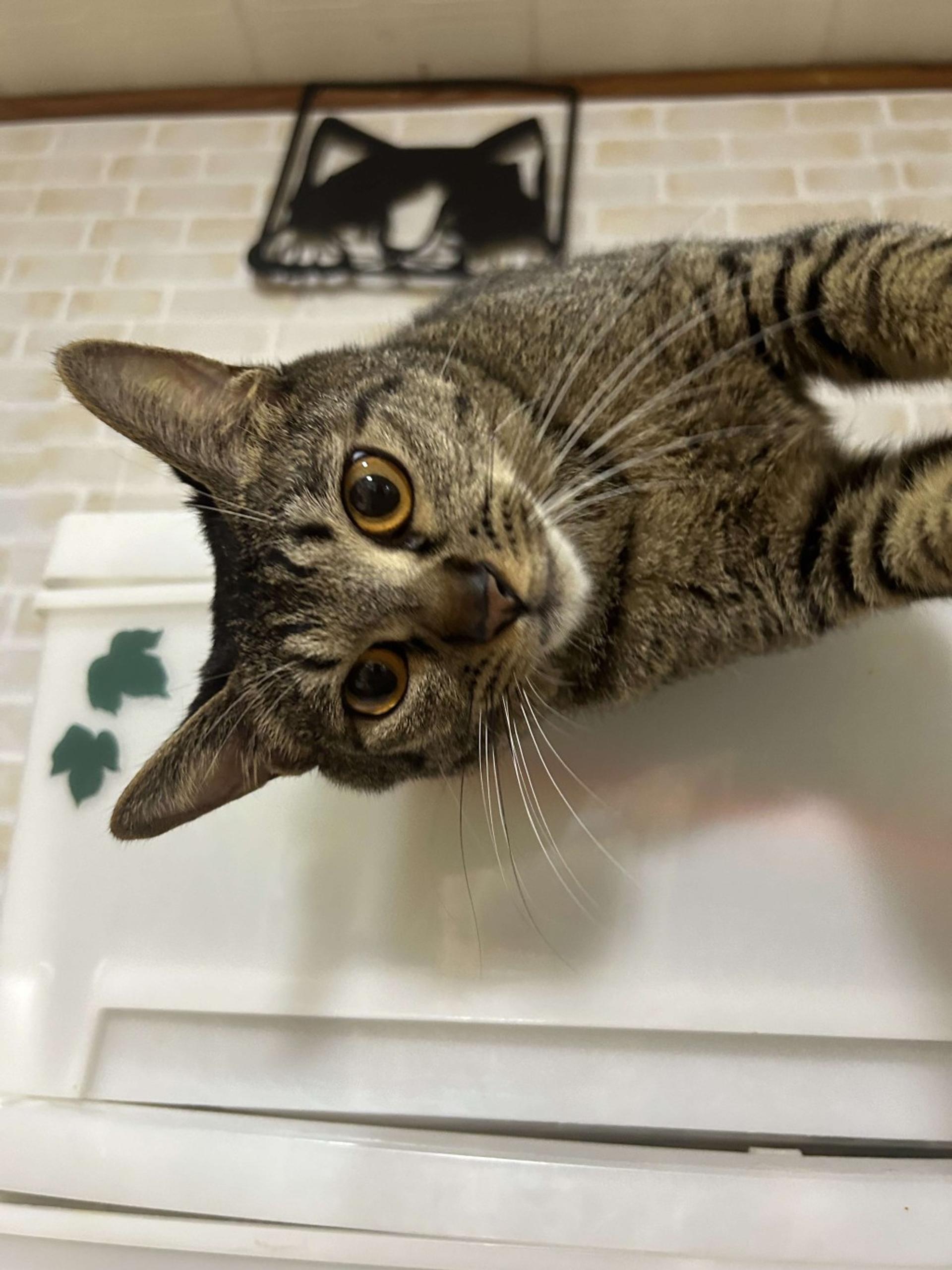 pet-image-6