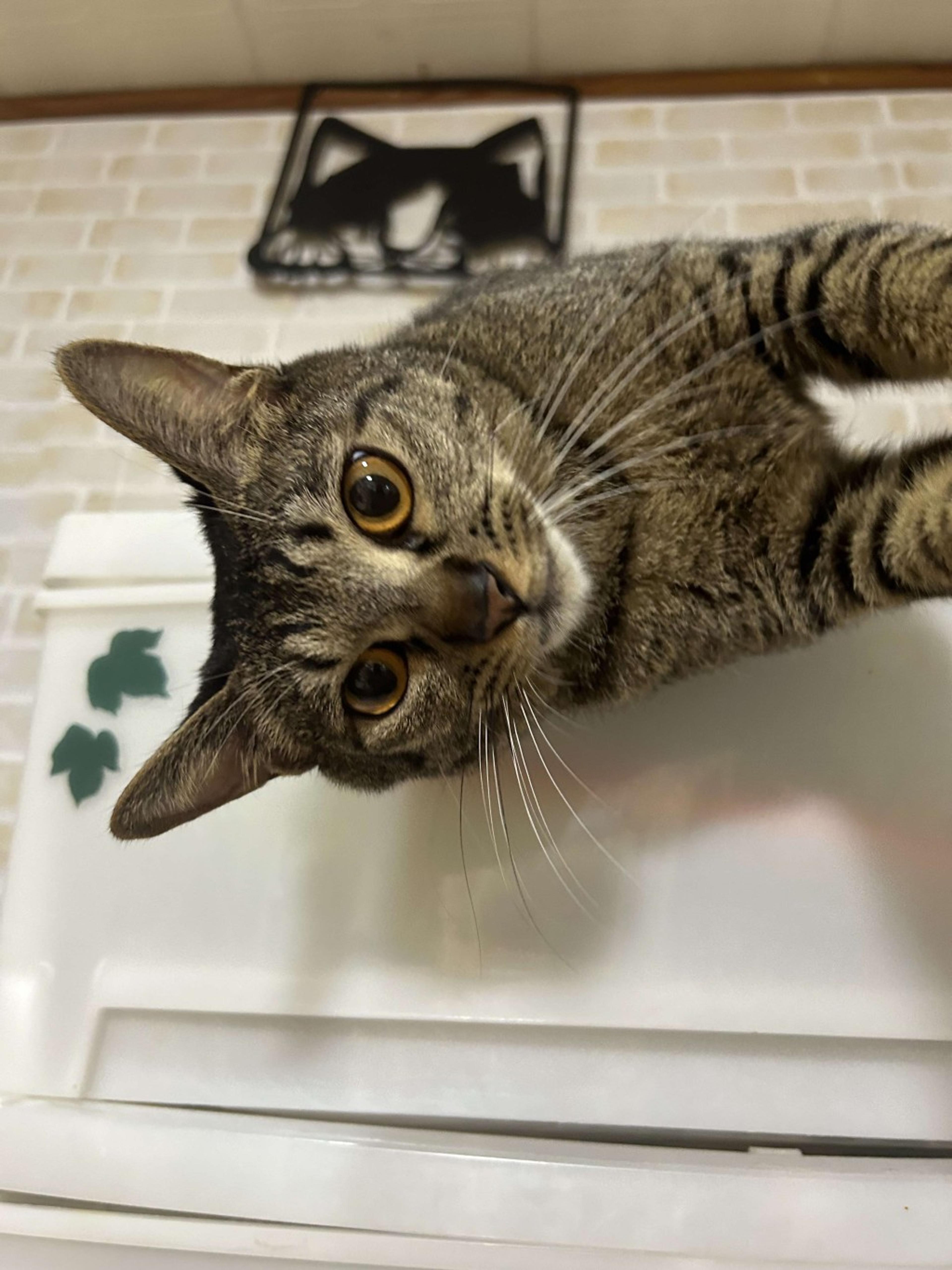 pet-image-6