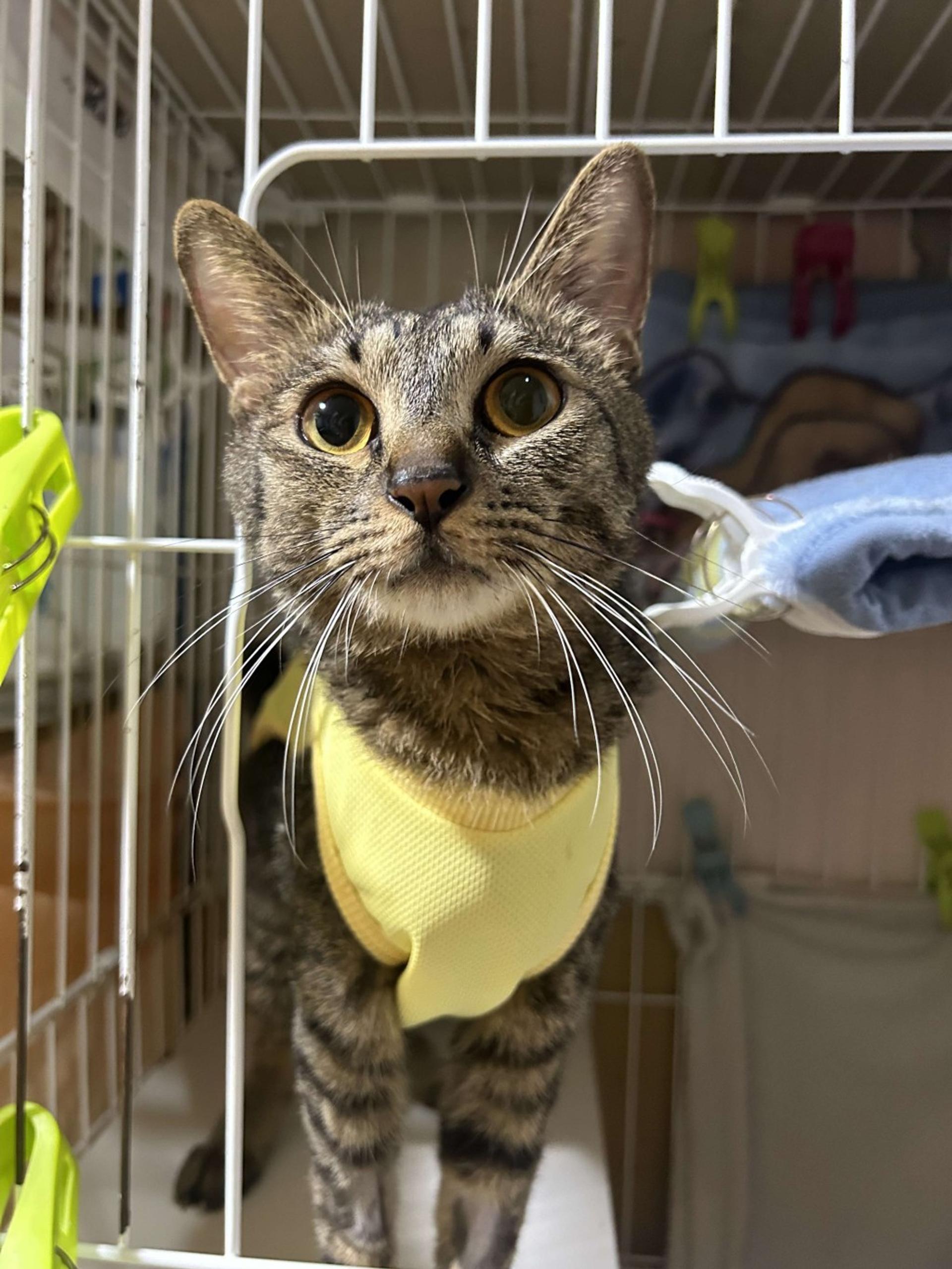 pet-image-2