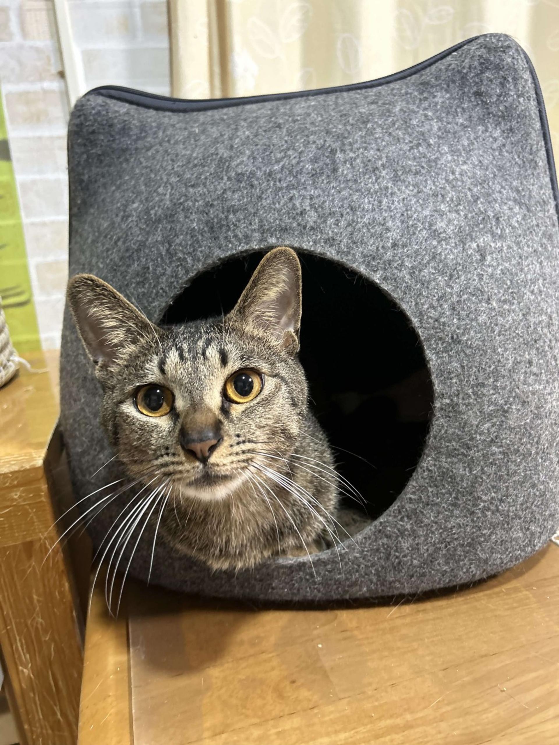 pet-image-9