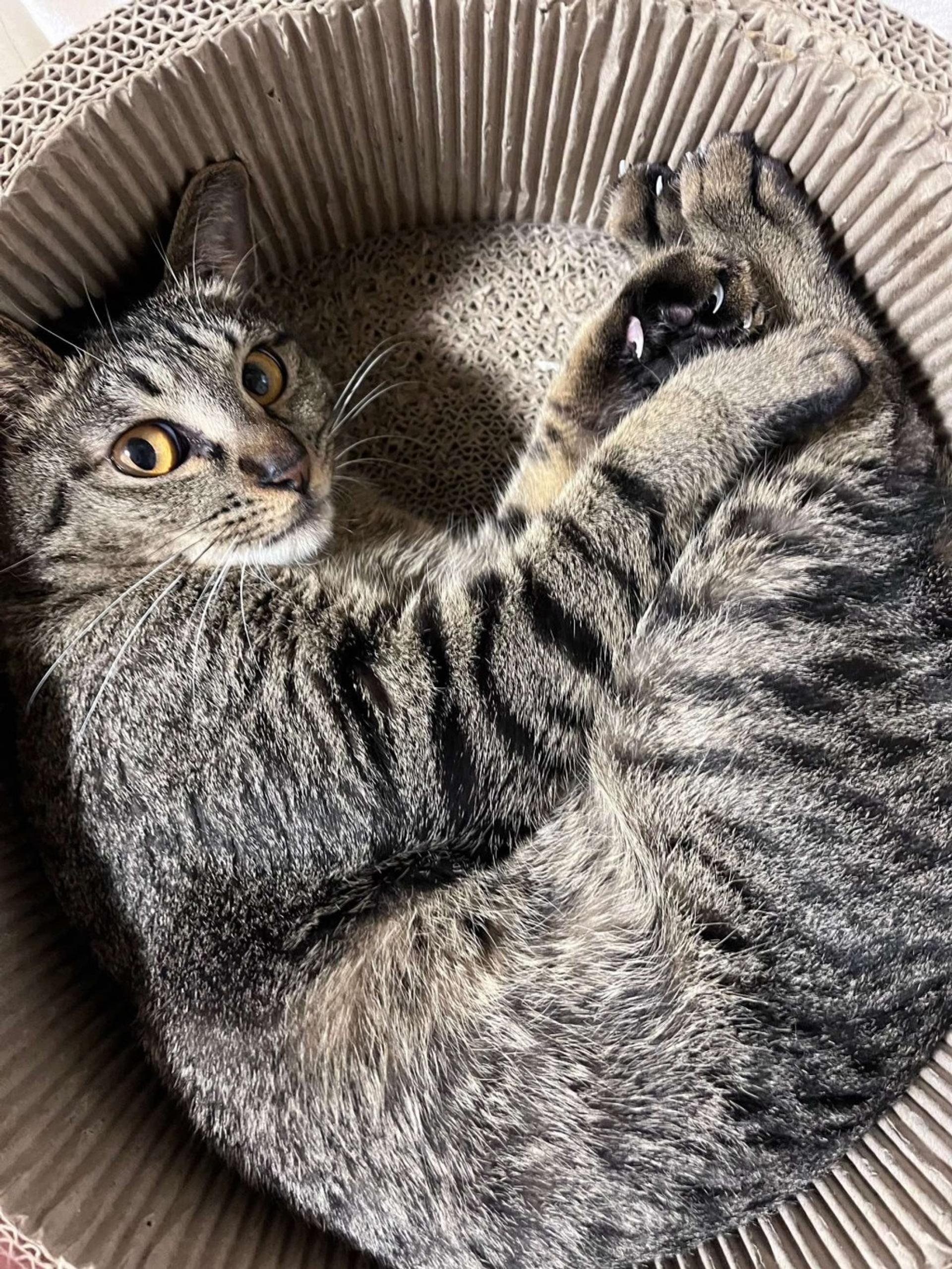 pet-image-3