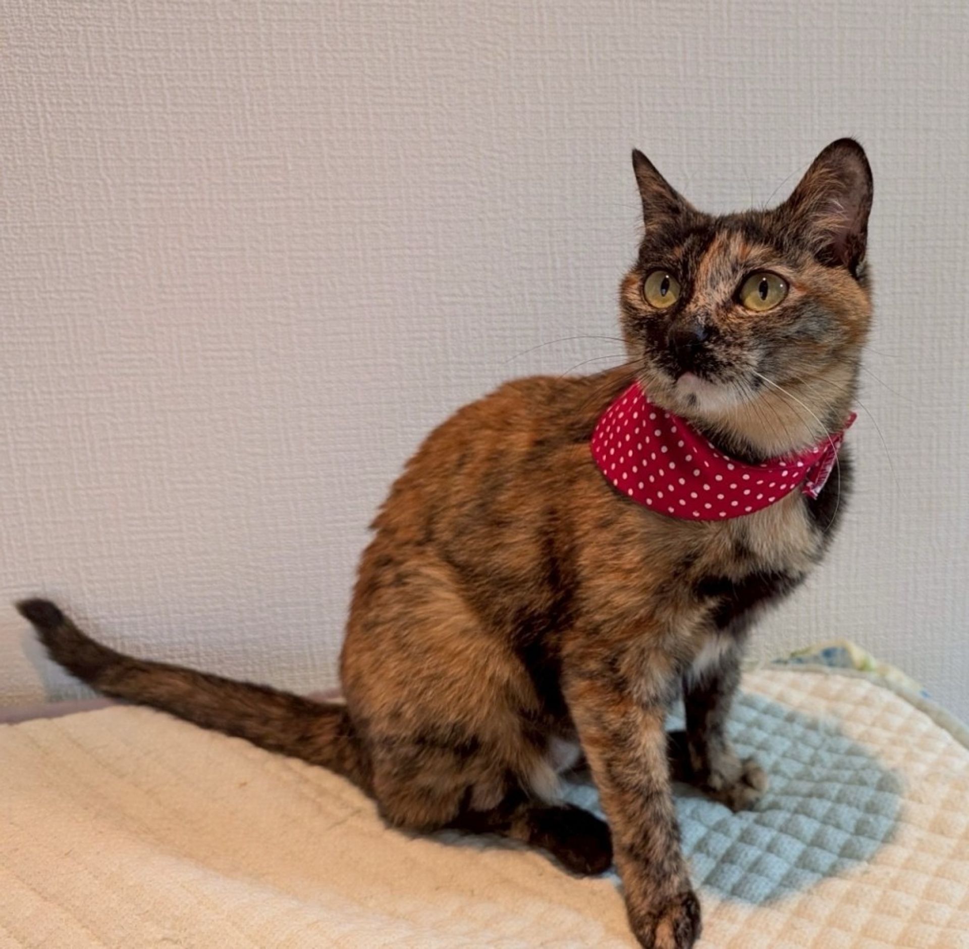 雑種（ミックス猫）・メスの里親募集の写真