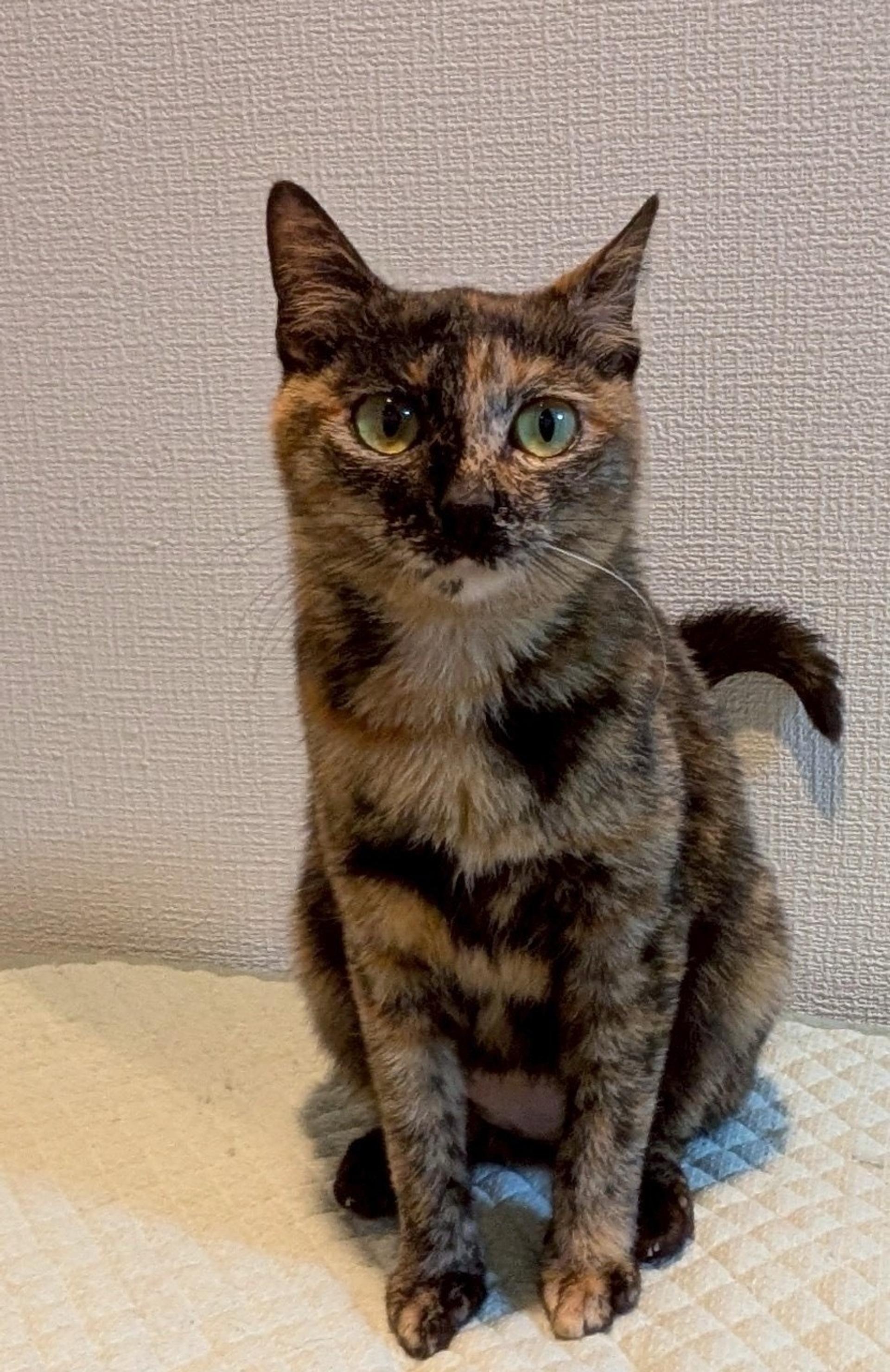 pet-image-2