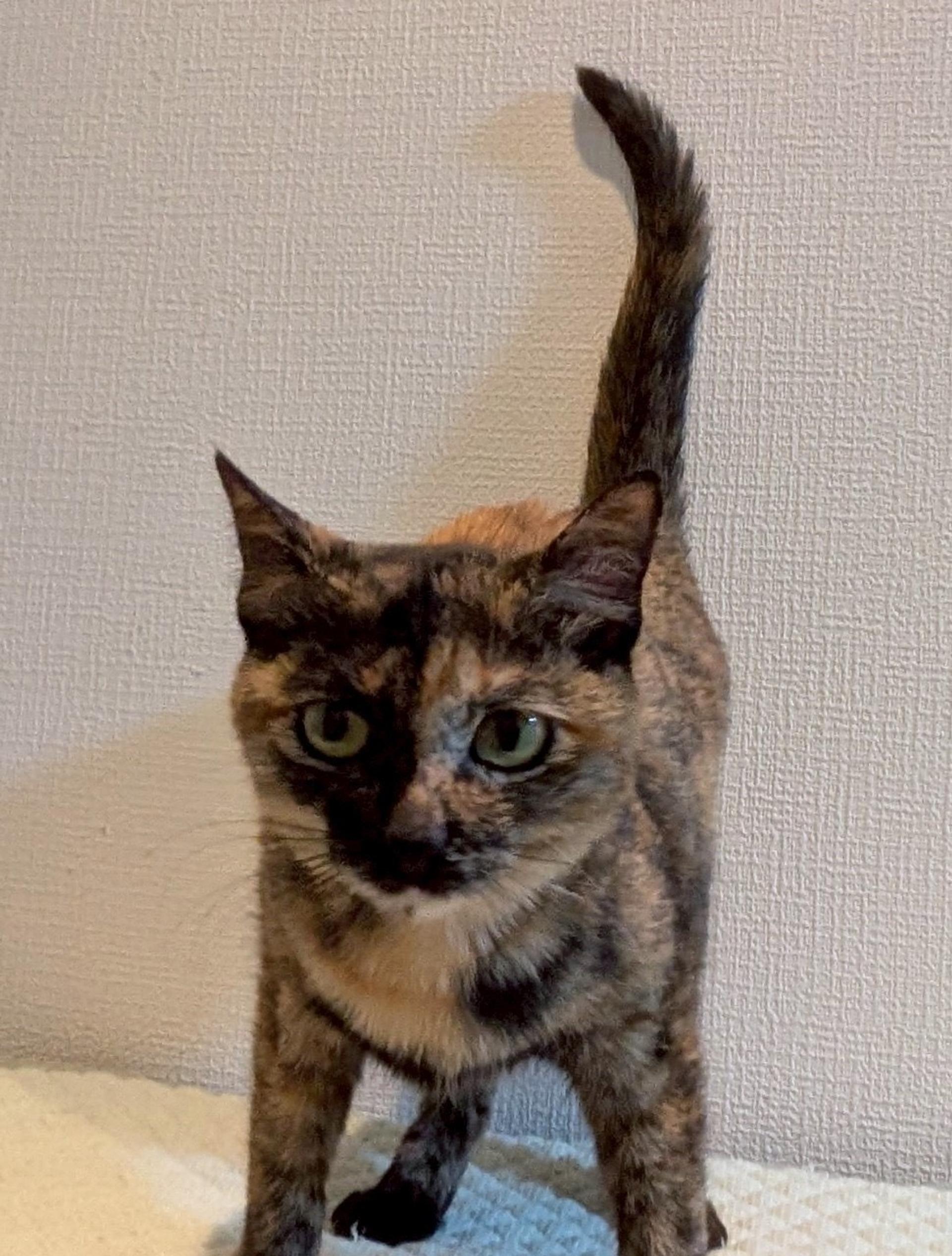 pet-image-3