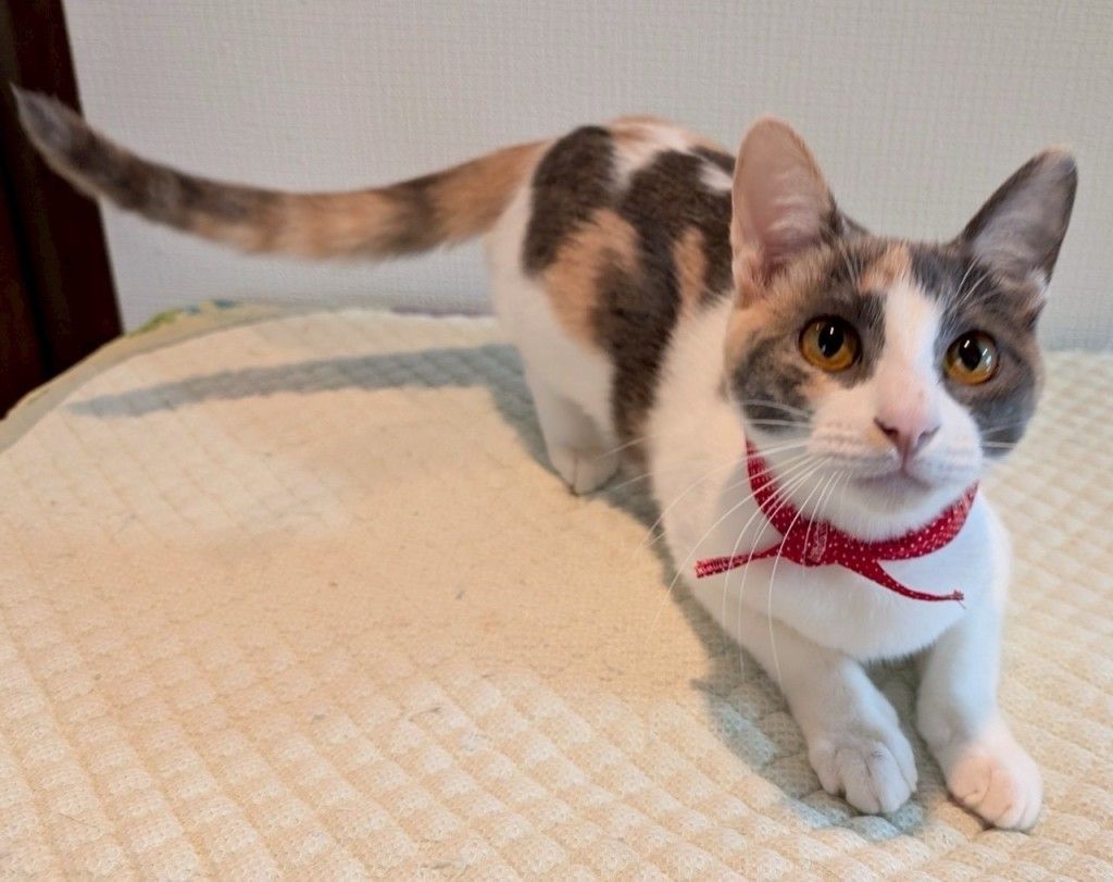パステル三毛の大きめ子猫ちゃん | 雑種(ミックス猫) | NPO パステル三毛の大きめ子猫ちゃん | 雑種(ミックス猫) | NPO