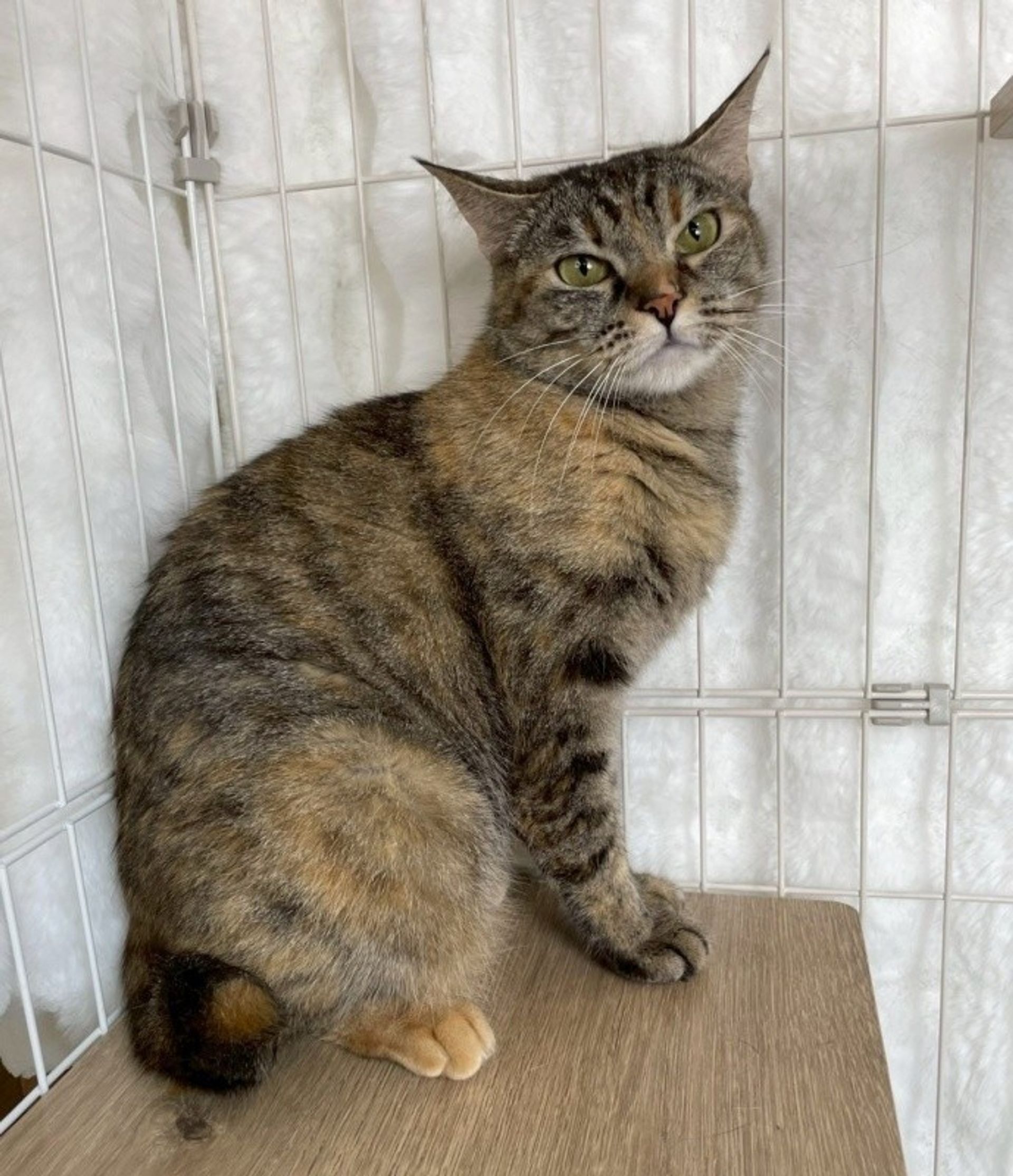 雑種（ミックス猫）・メスの里親募集の写真