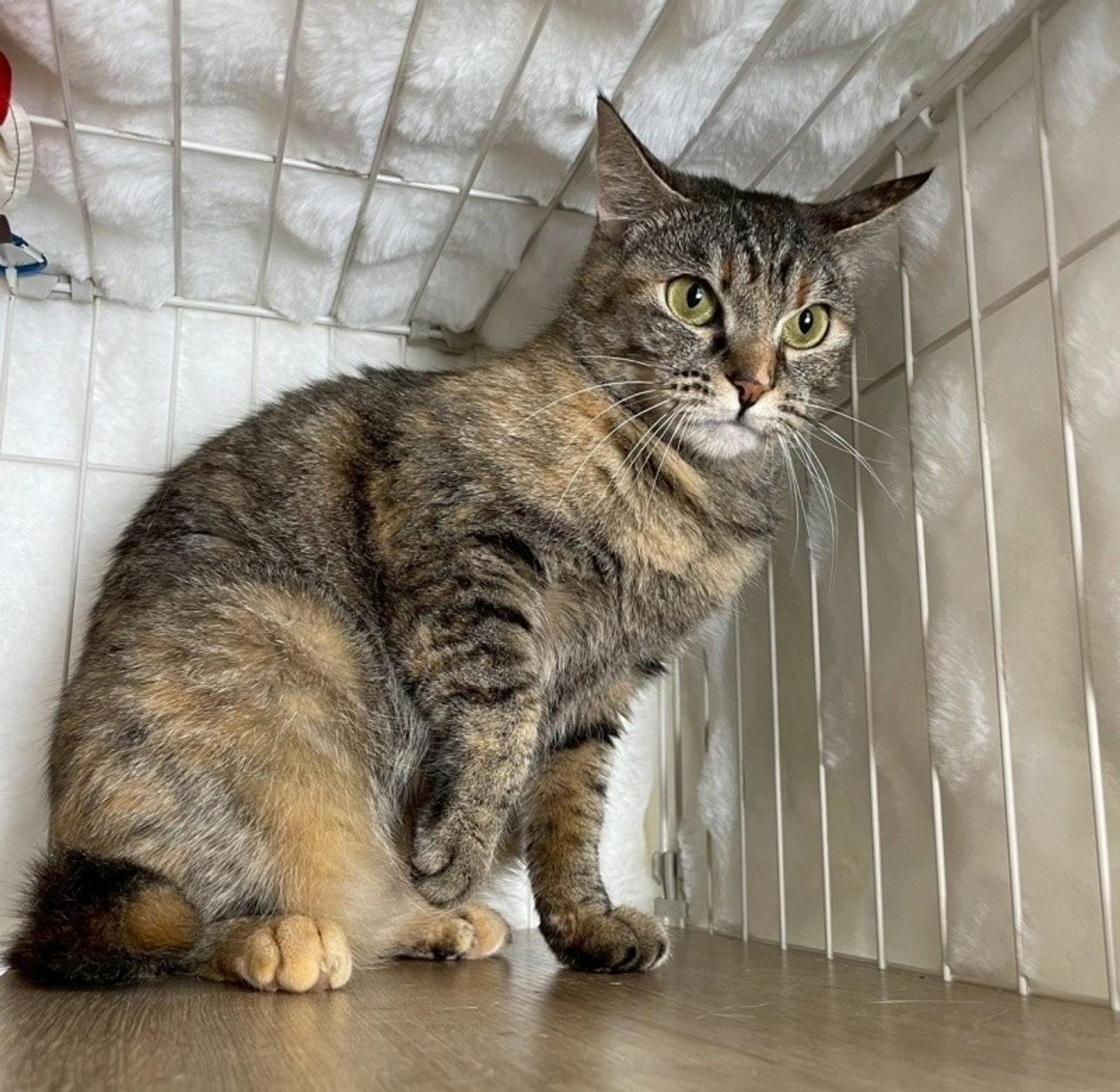 pet-image-4
