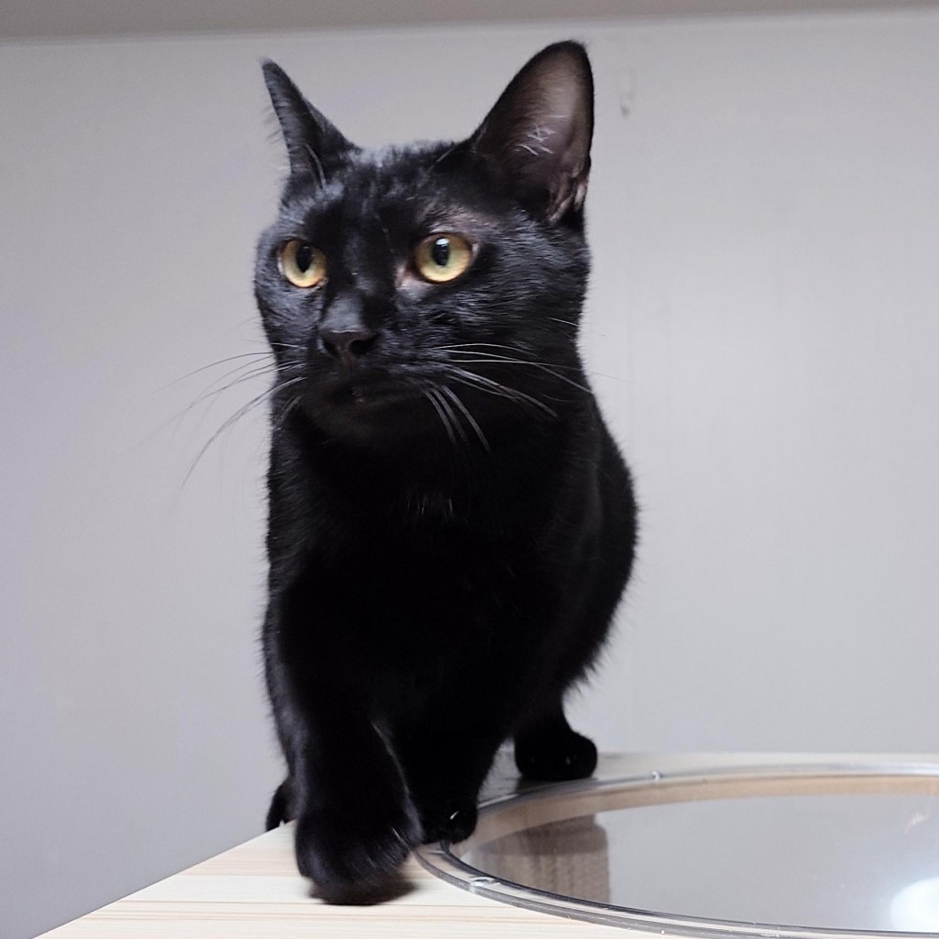 pet-image-3