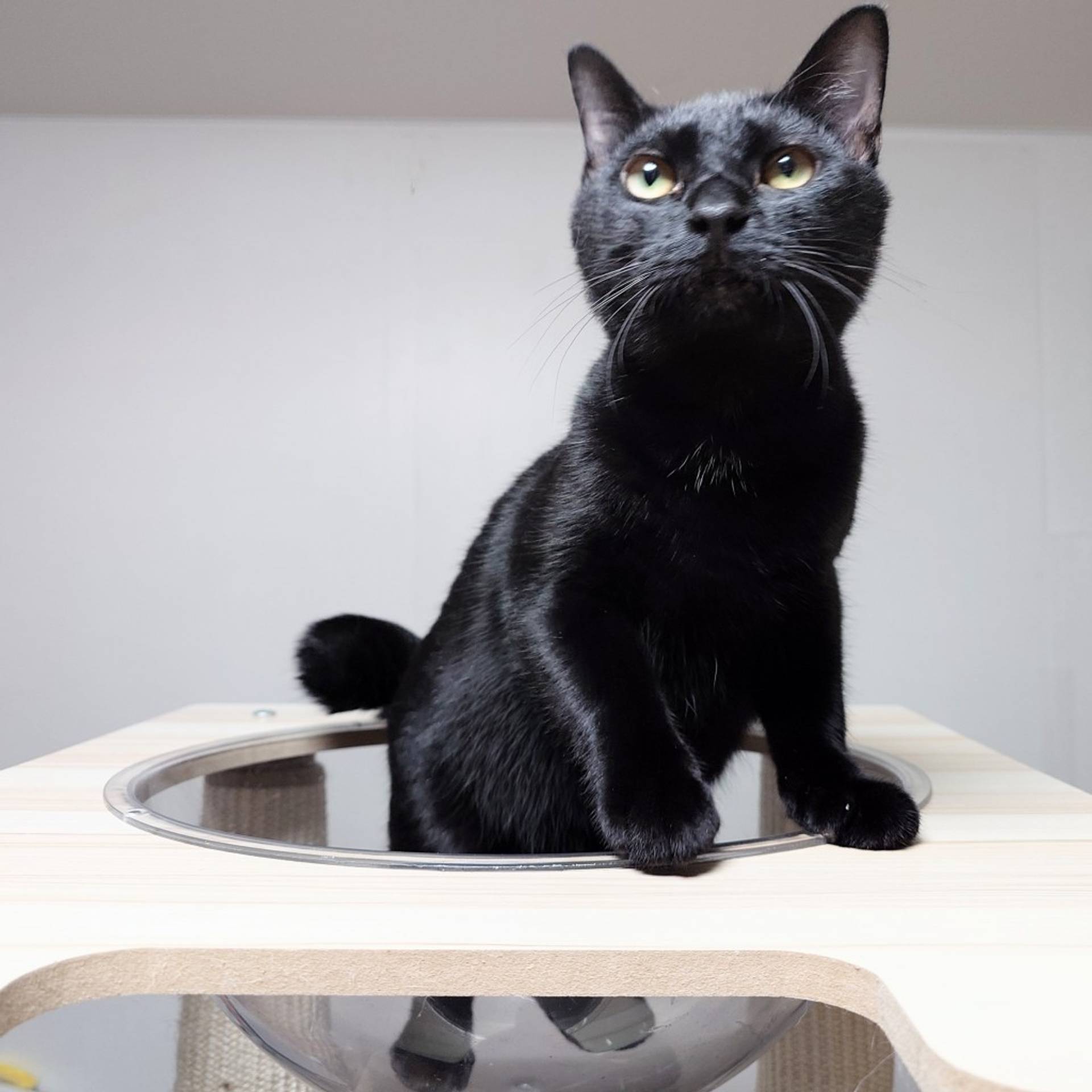 雑種（ミックス猫）・オスの里親募集の写真