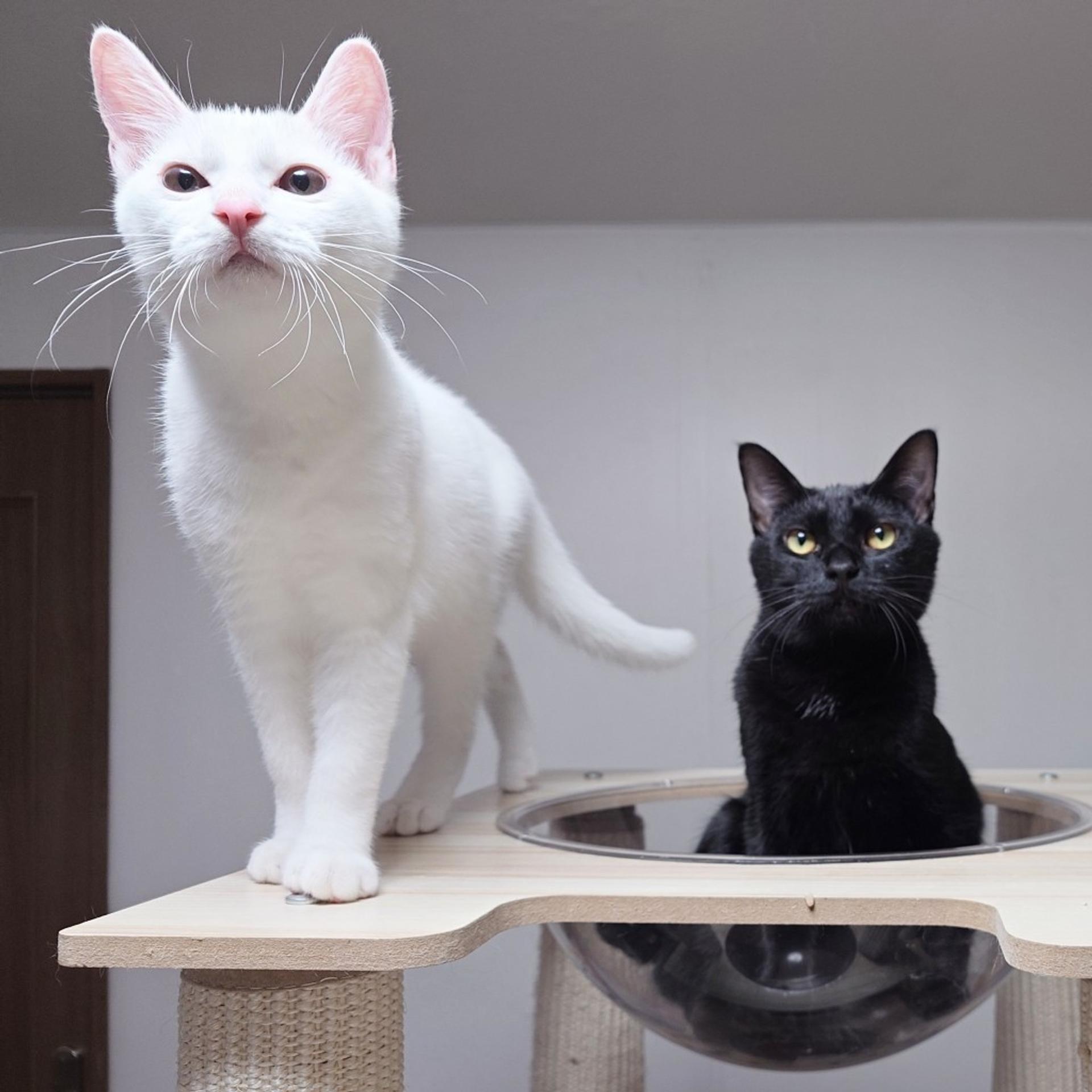 pet-image-7