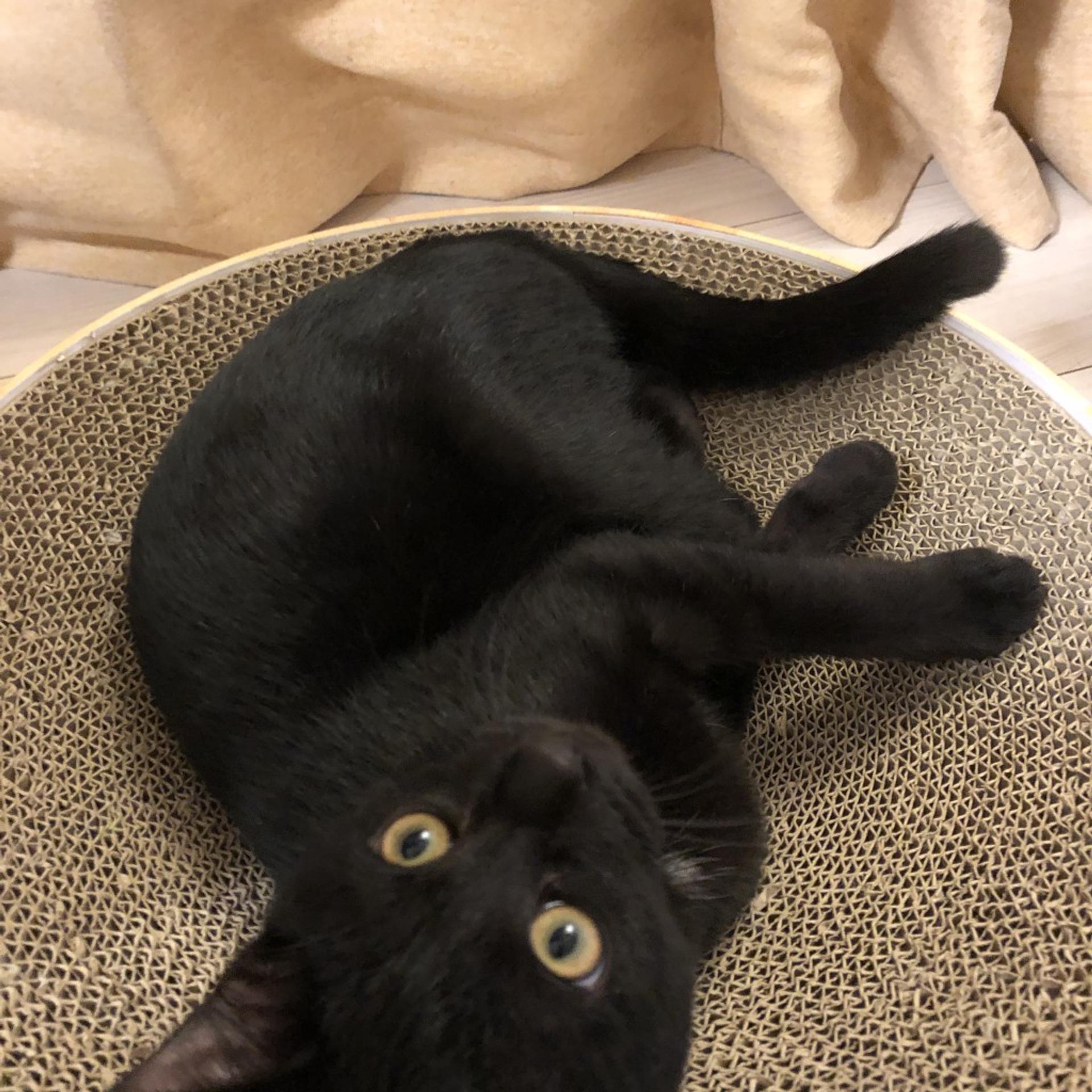 pet-image-2
