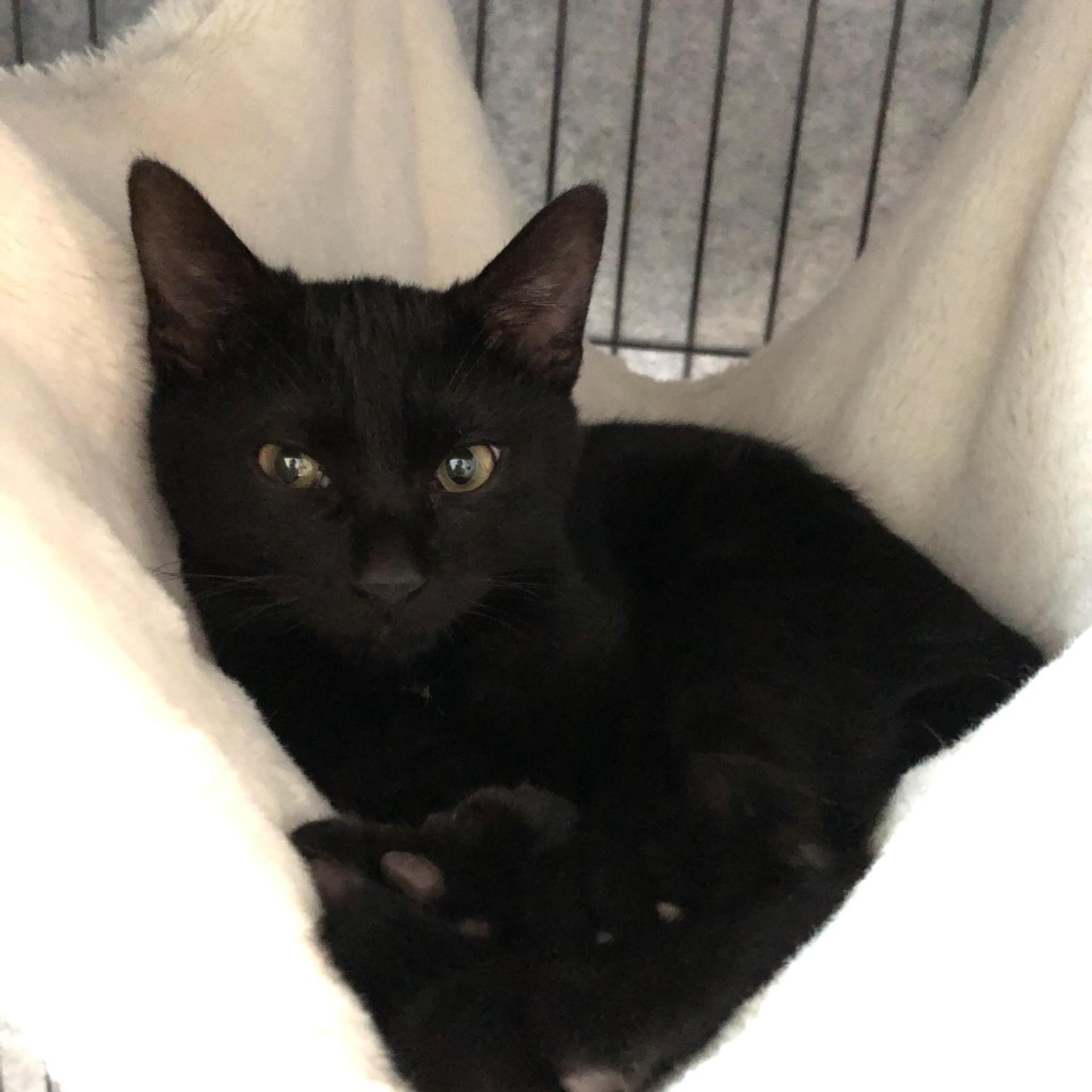 pet-image-3