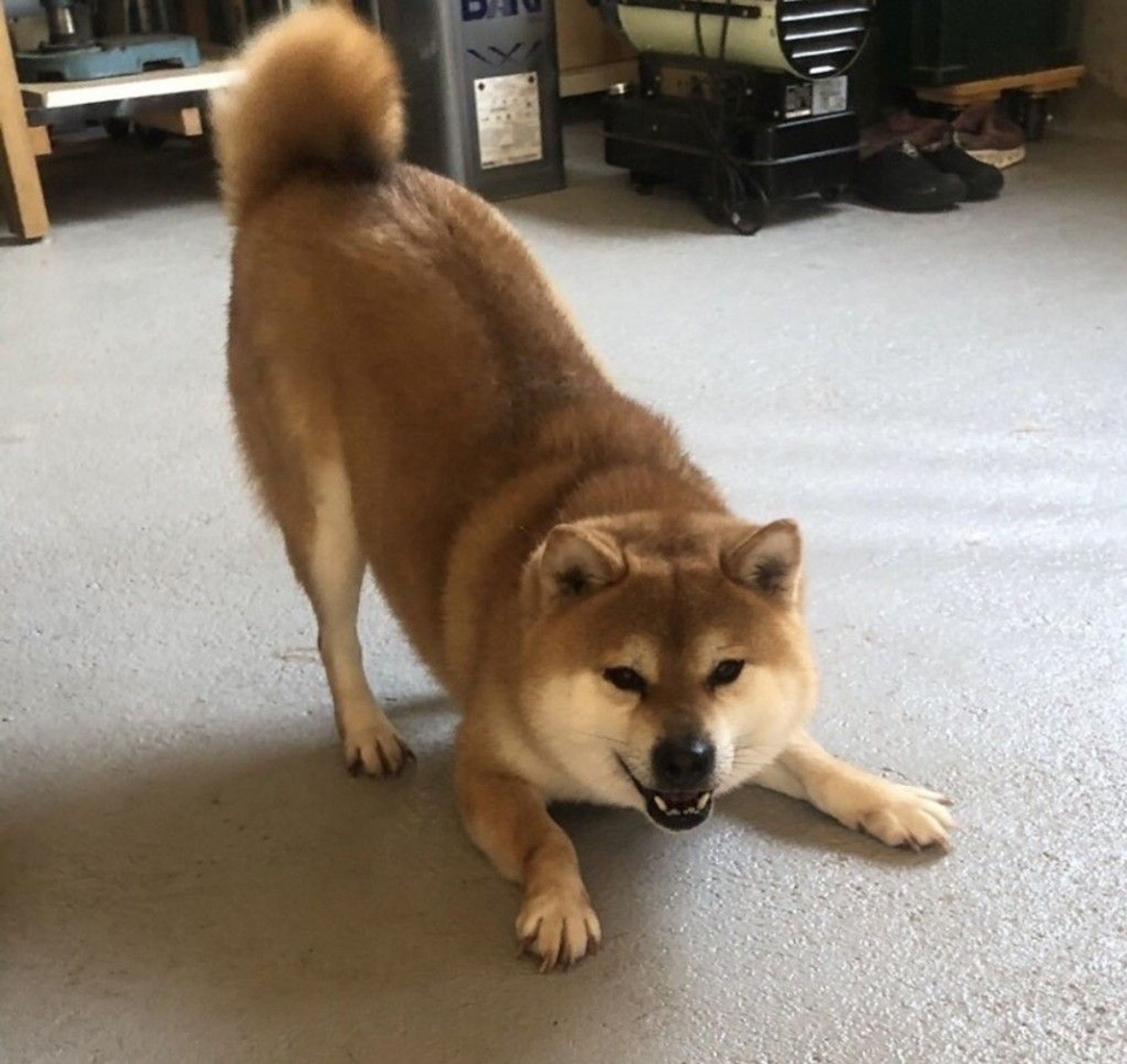 柴犬・オスの里親募集の写真