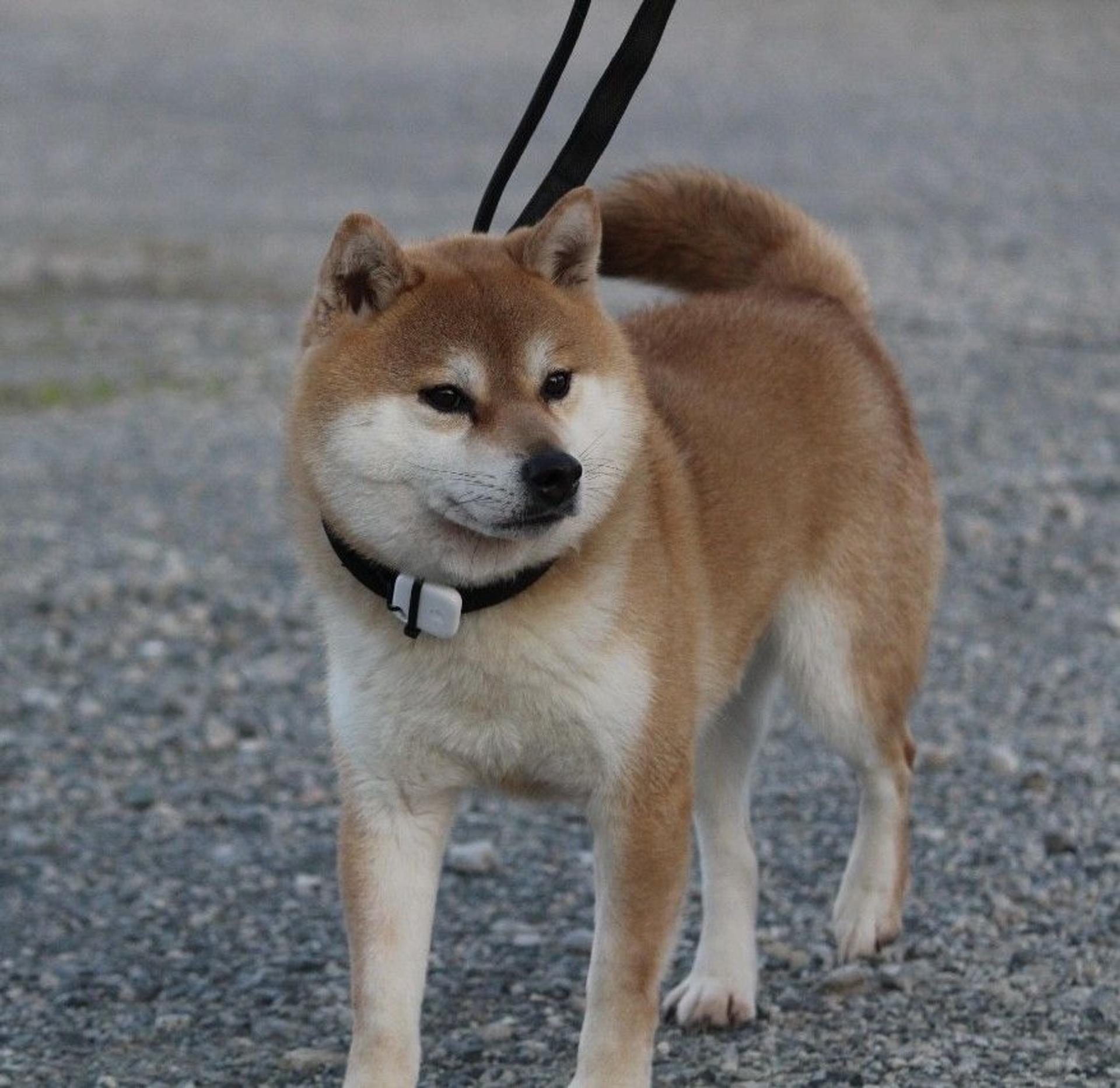 pet-image-6