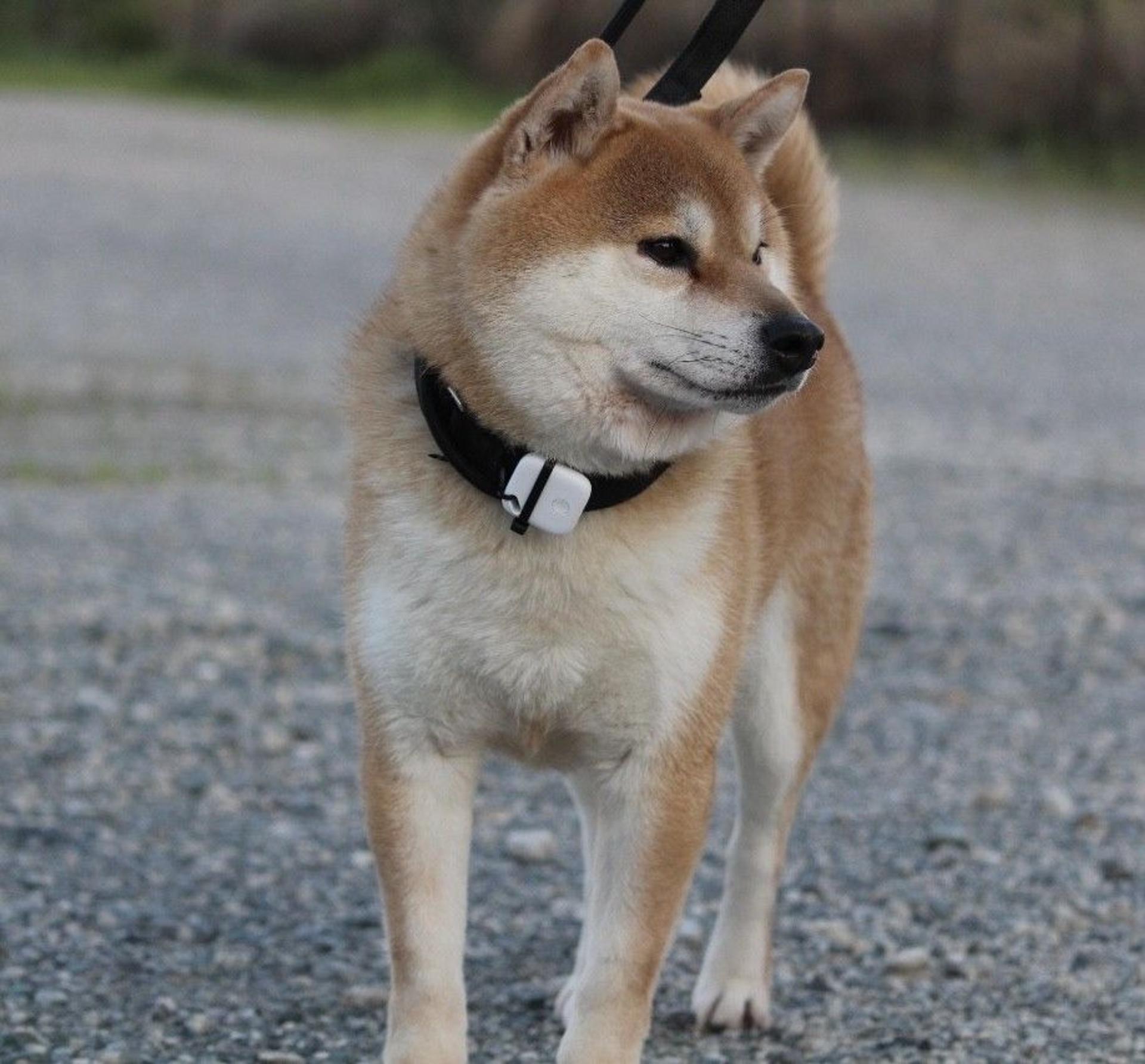 pet-image-8