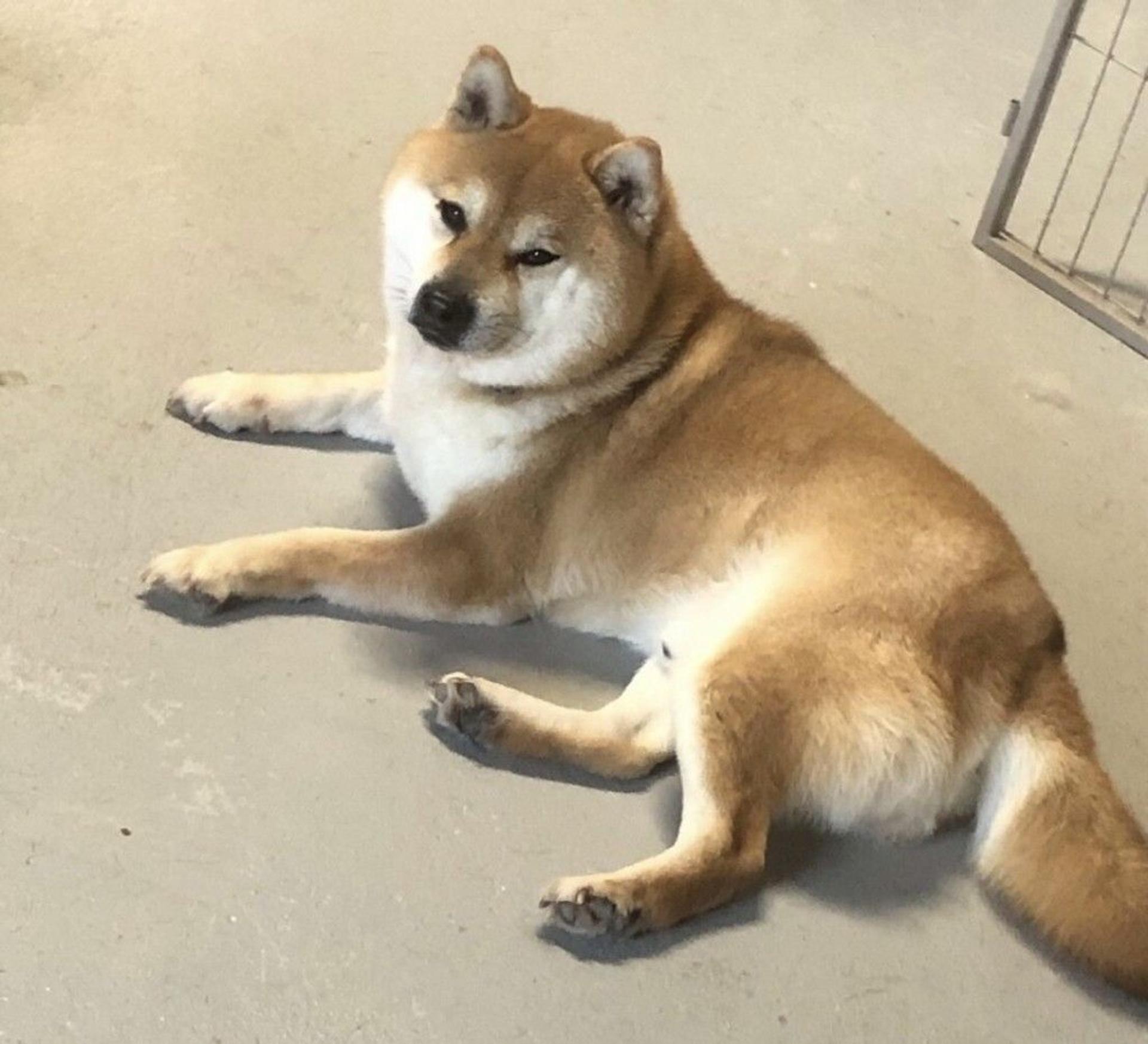 pet-image-9