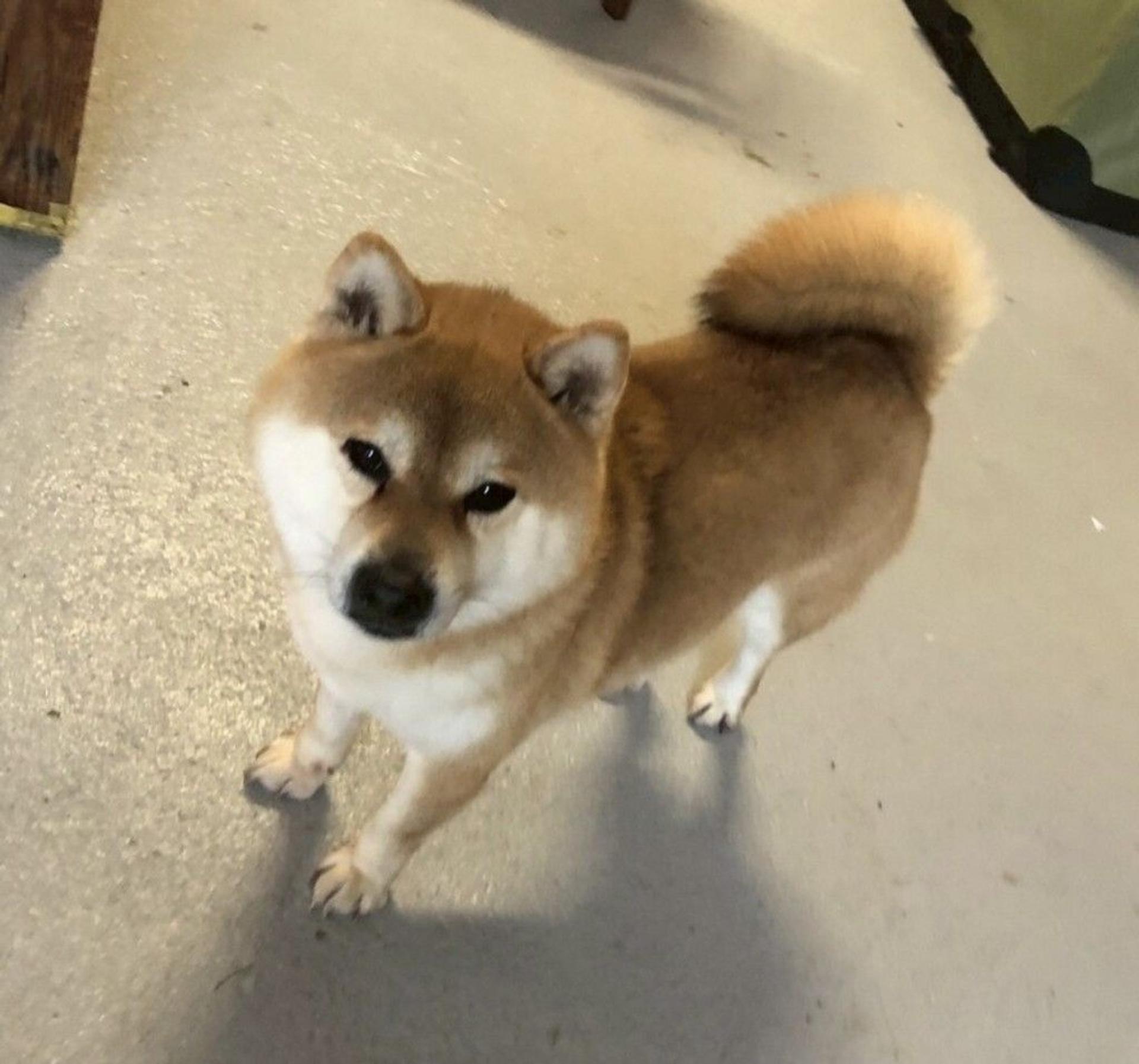 pet-image-5