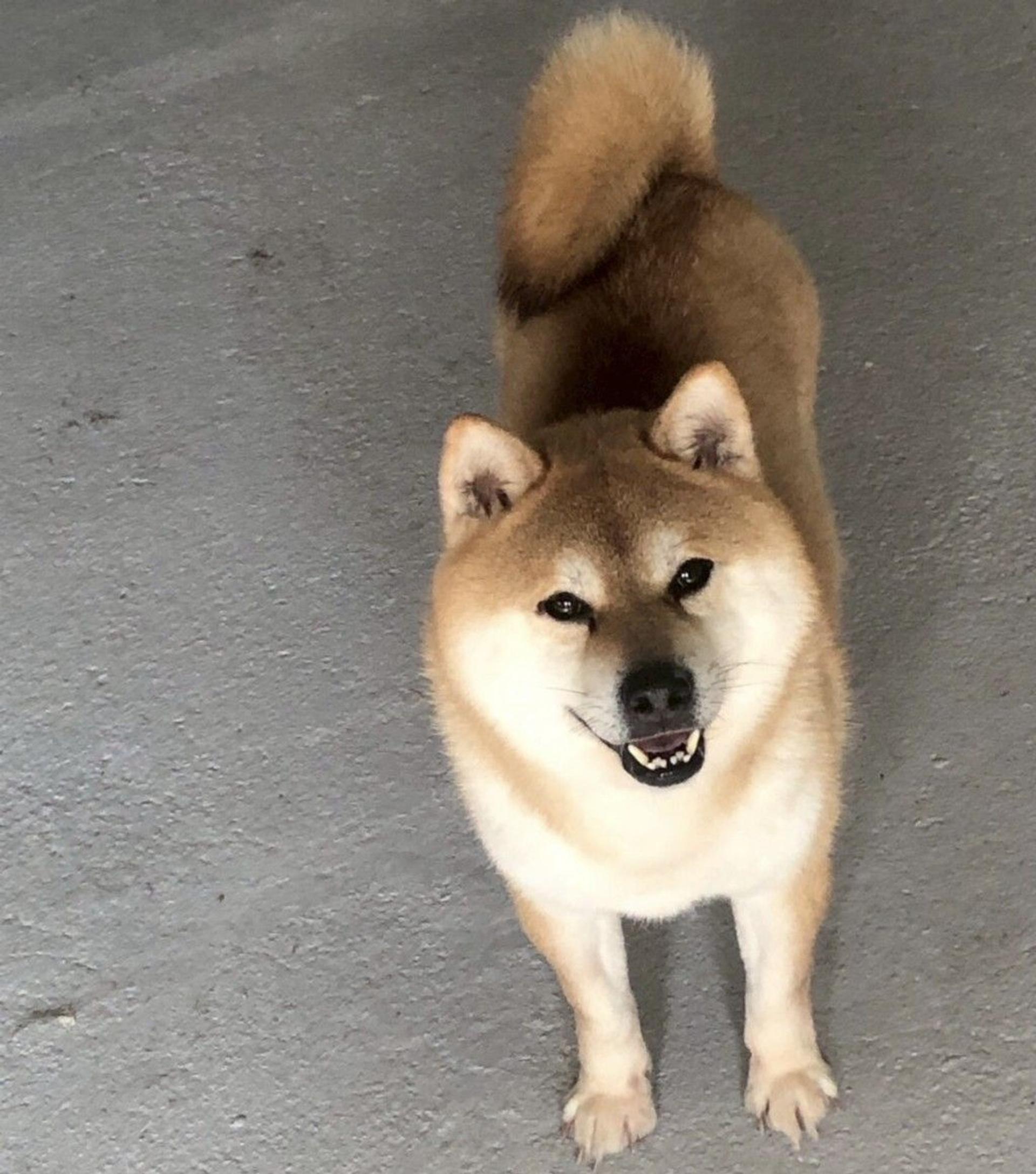 pet-image-3