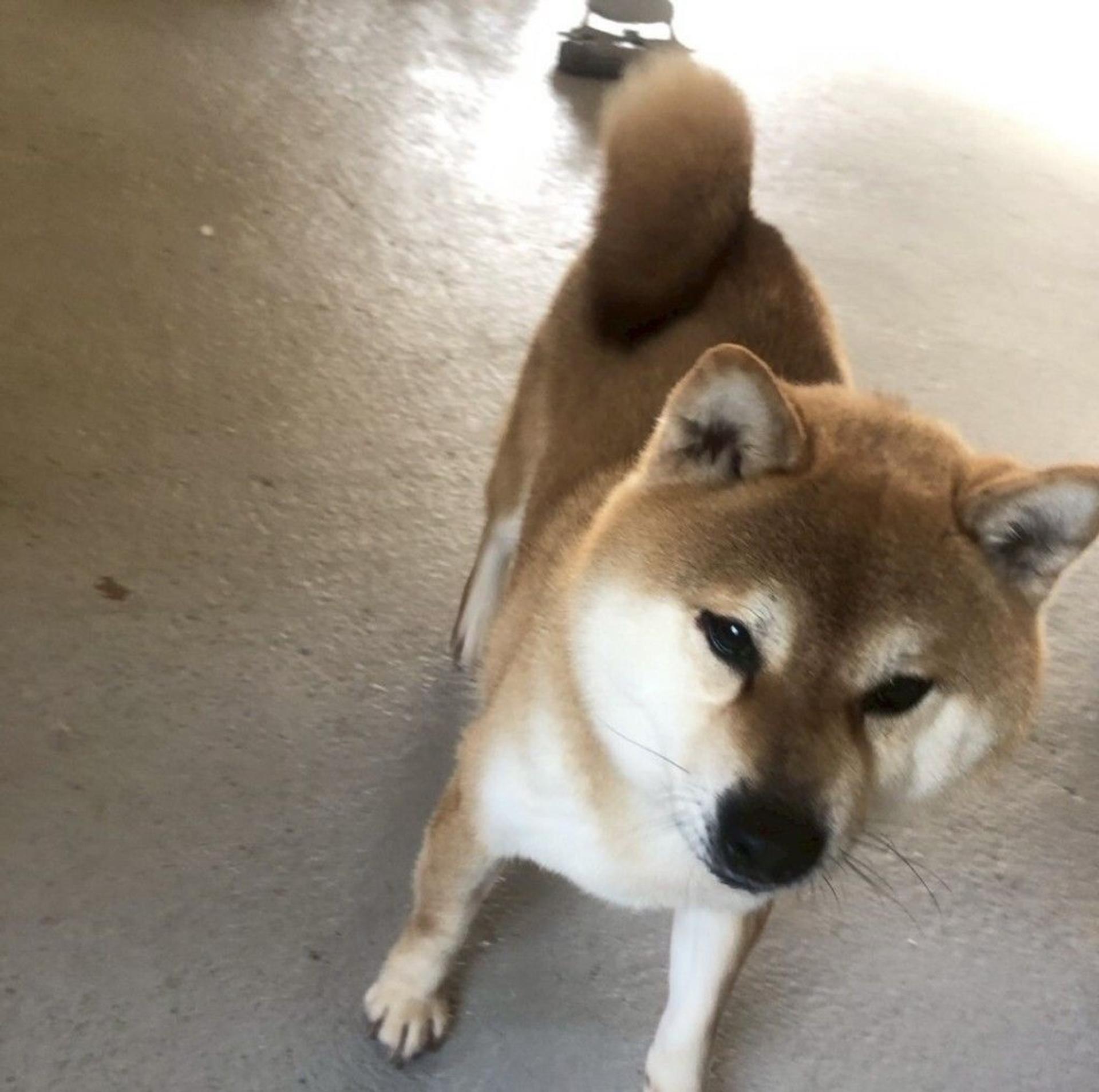 pet-image-7