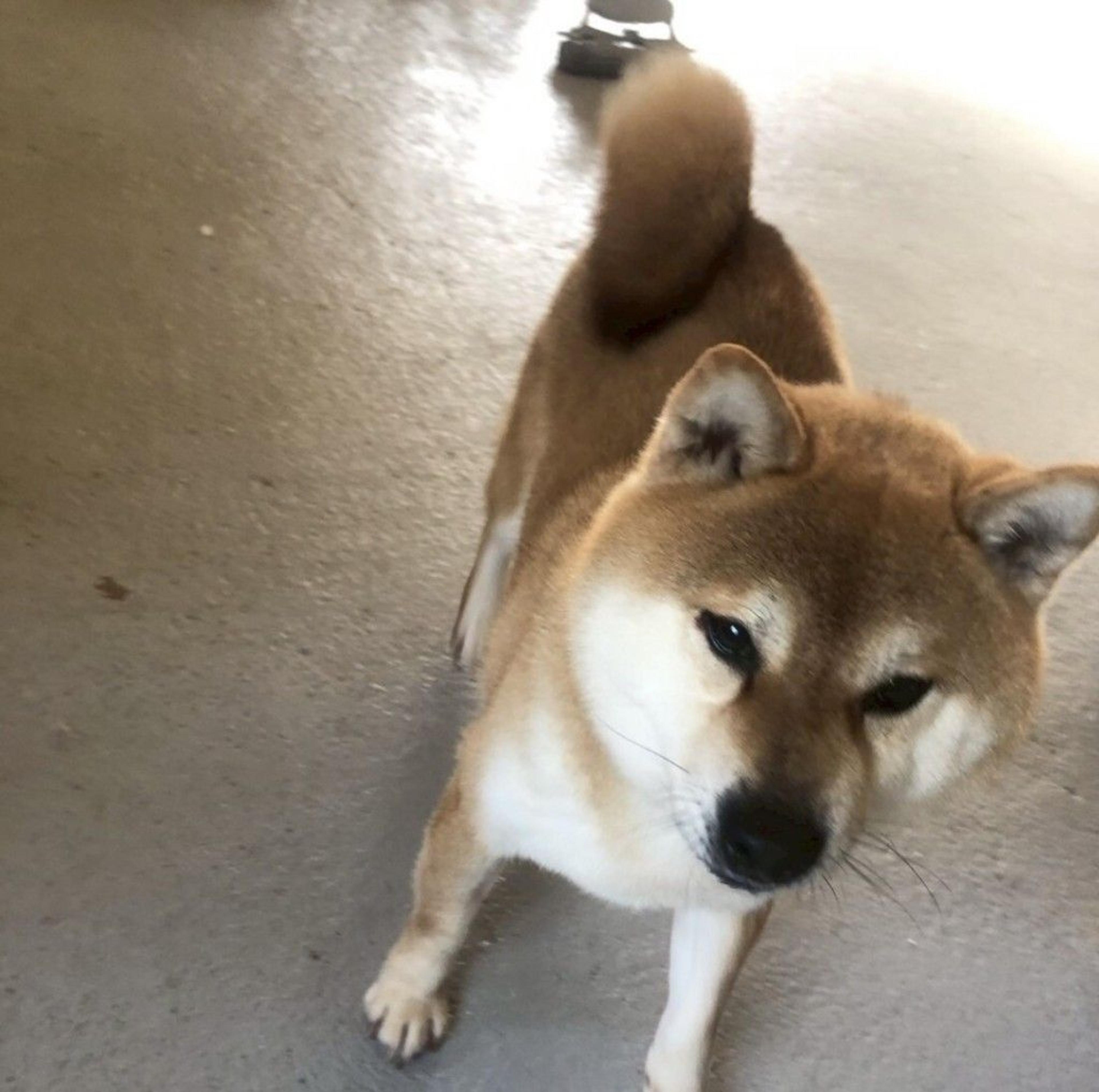 pet-image-7